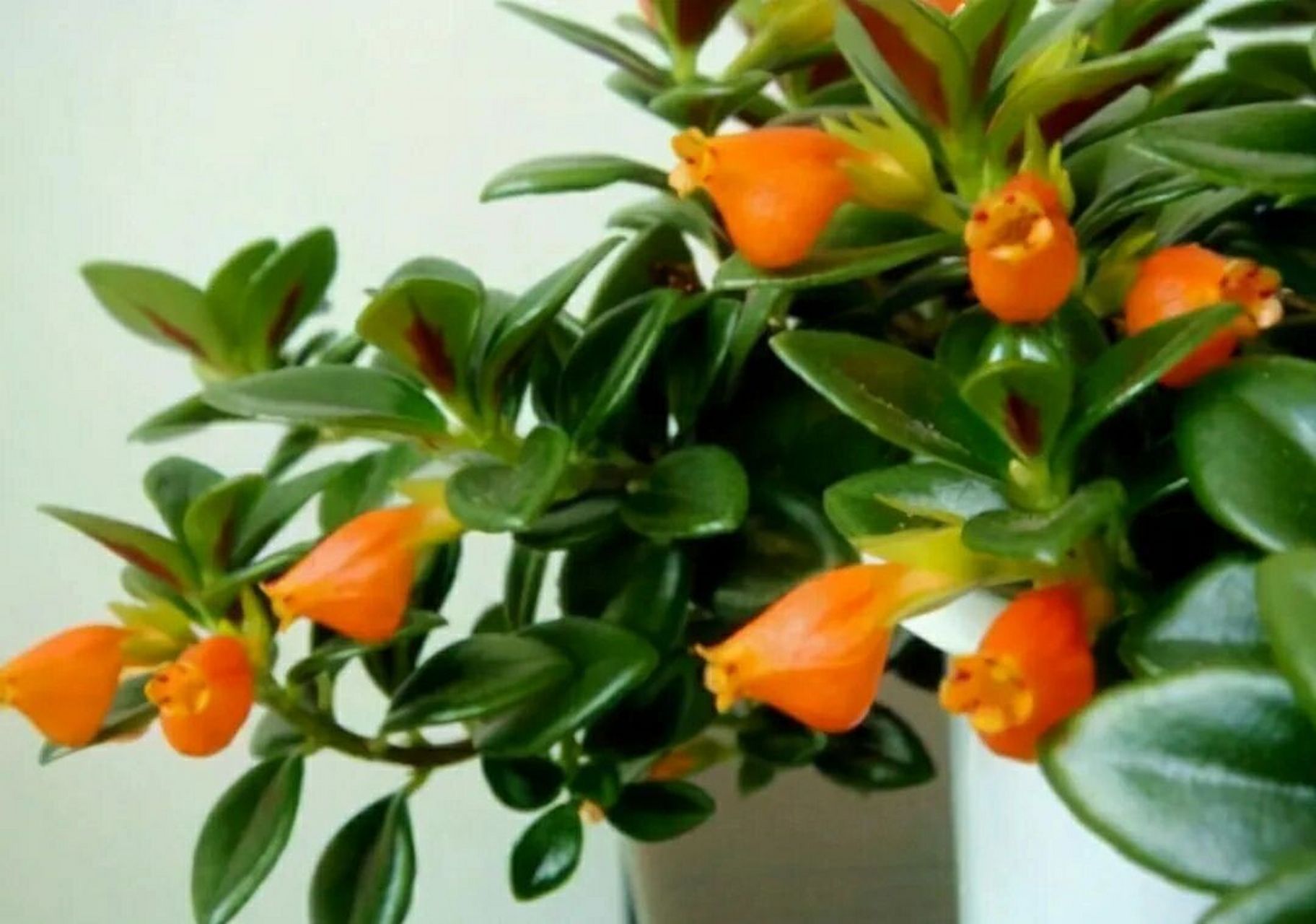 金鱼吊兰的种植养护及注意事项 金鱼吊兰是苦苣苔科金鱼草属多年生