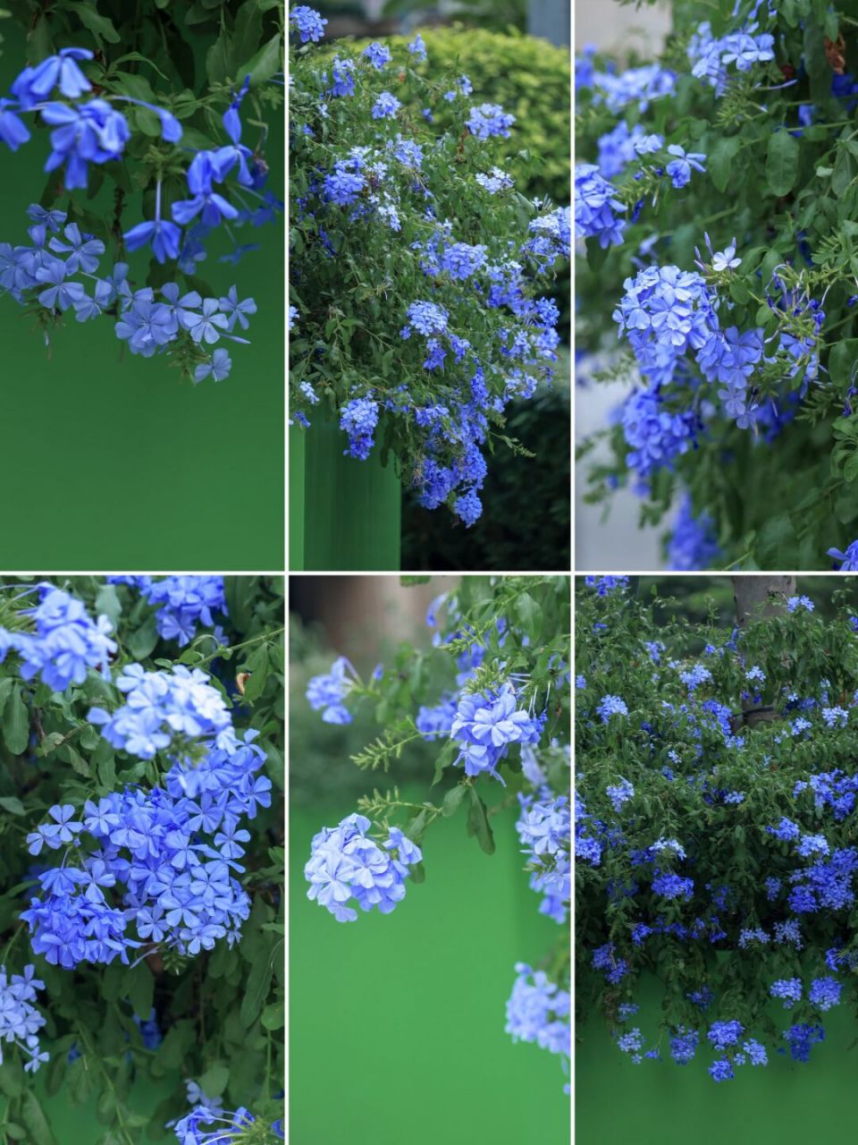 夏日清凉-蓝雪花 蓝花丹,又叫蓝雪花,蓝花矶松,一看名字就知道它的