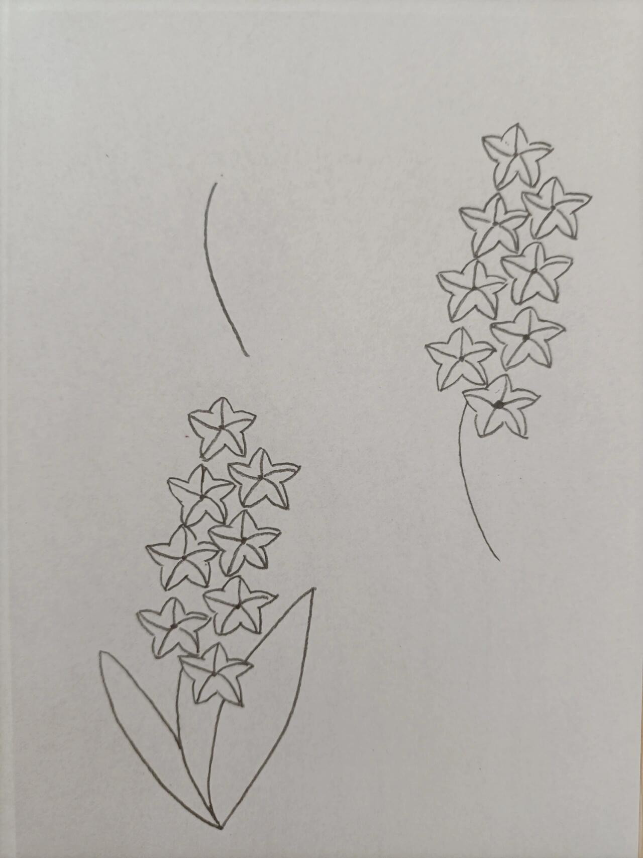 简笔画(219)风信子