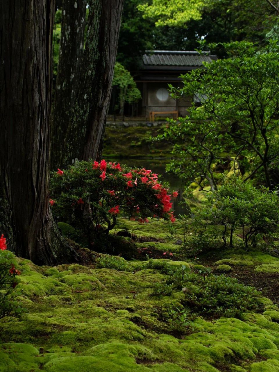 日本西芳寺图片