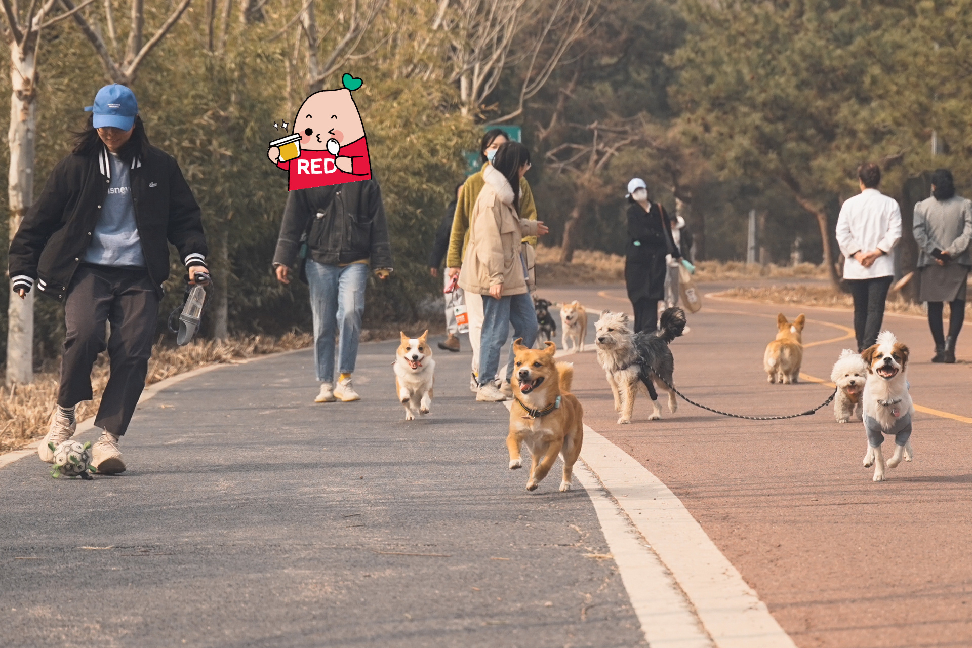 狗狗聚會|北京寵物友好公園 99地址:亦莊濱河森林公園 9315開車