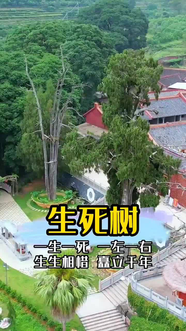 梅州灵光寺生死树解释图片