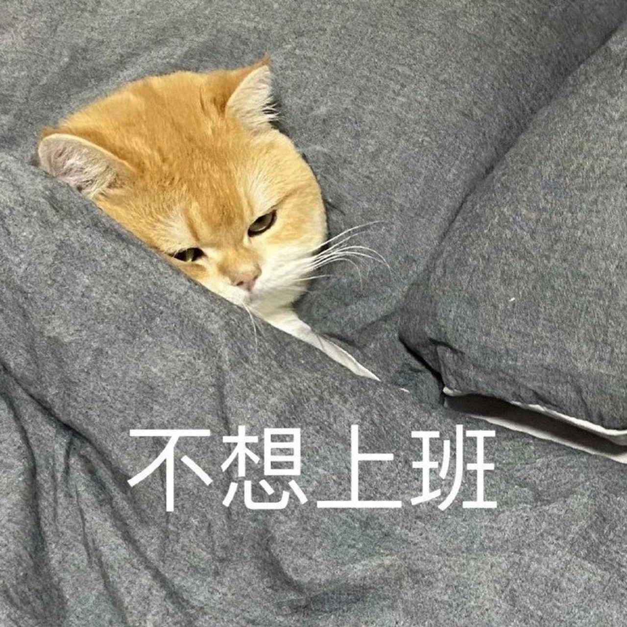 猫咪表情包文案图片