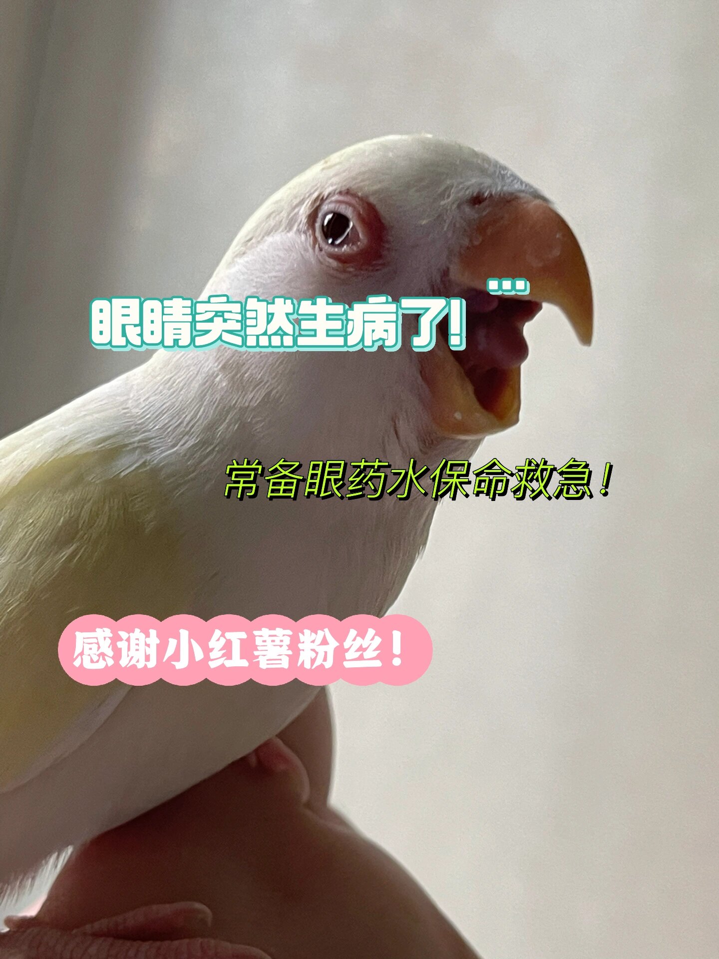 鹦鹉眼睛红肿疑似单风眼