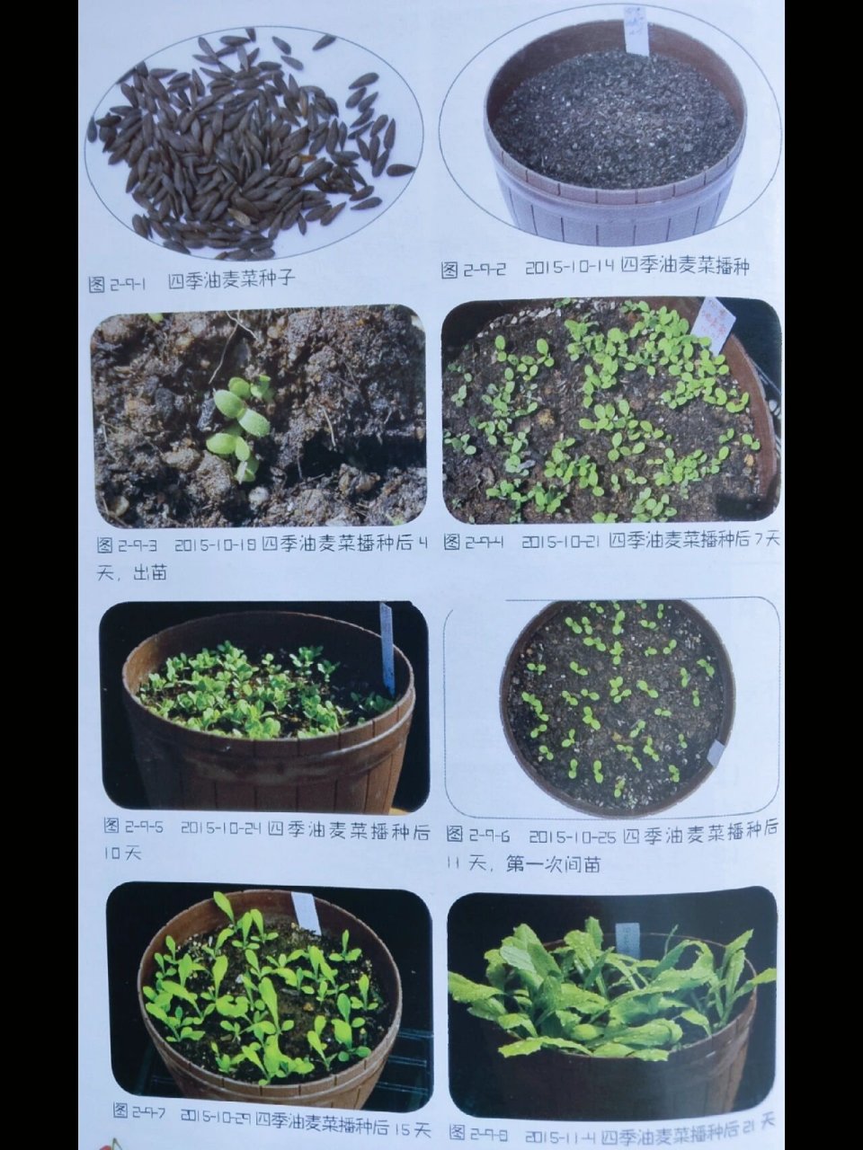 家庭蔬果巧栽培栽培技术之油麦菜 1.简介 别名油荬菜,香水生菜.
