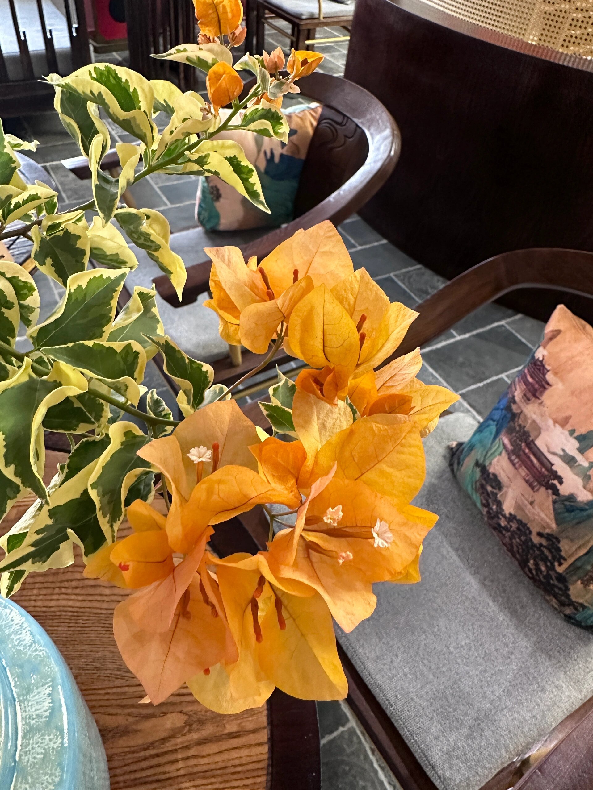 黎明三角洲三角梅 又名金边黄,花色由黄转粉.