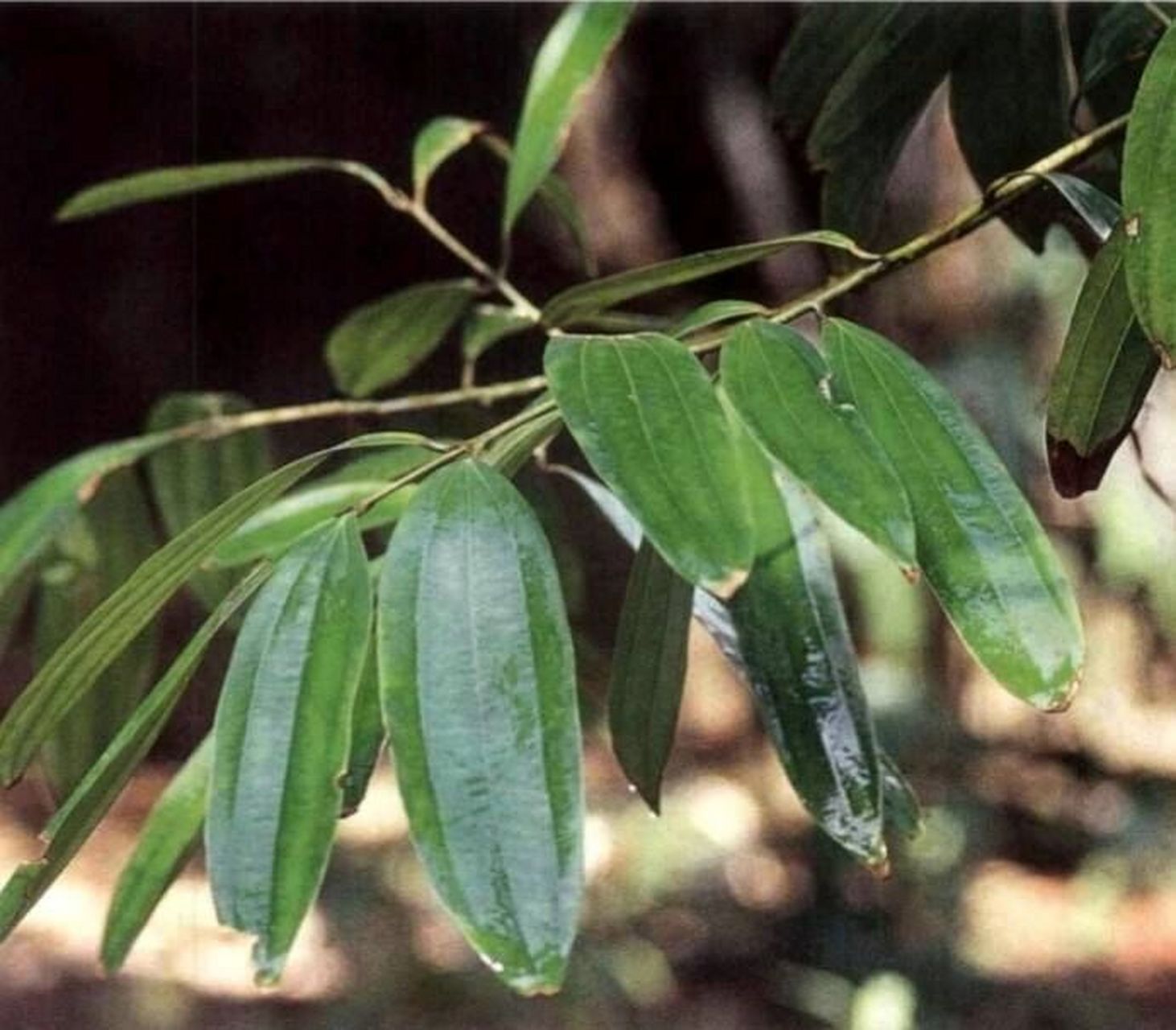 桂枝的功效与作用 发汗解肌,温通经脉,助阳化气 中医认为桂枝其性温