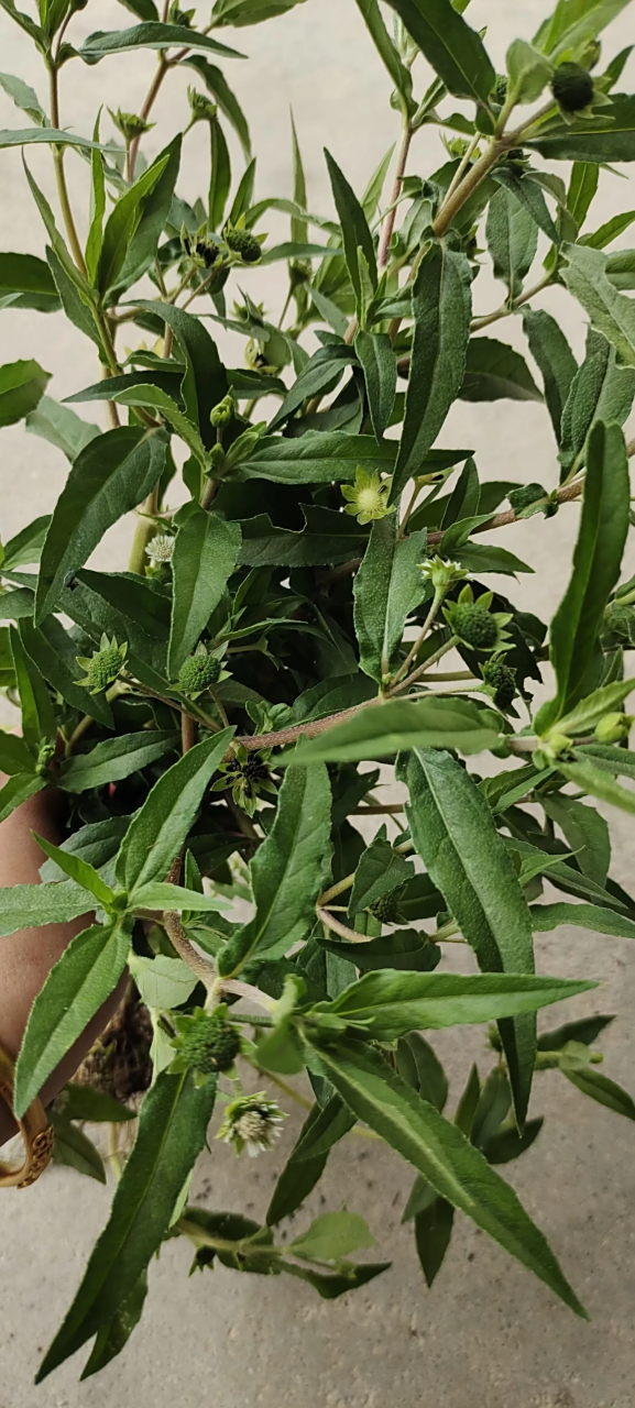 中草药认识——墨旱莲 墨旱莲的功效就不多说了,补