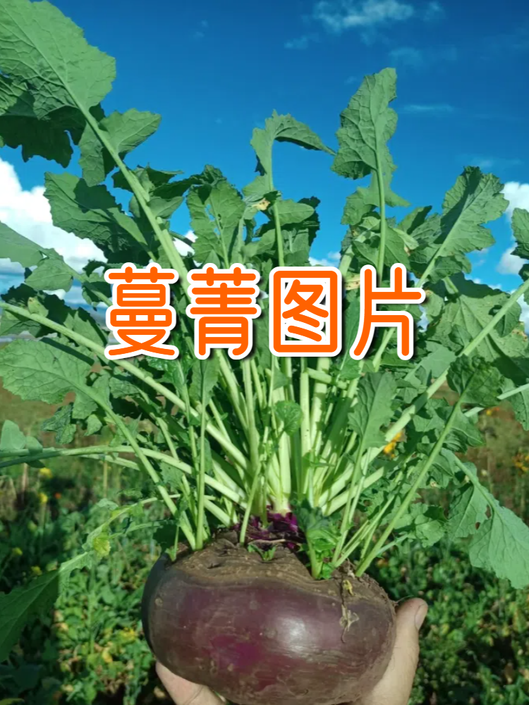 蔓菁来啦!瞧这小可爱,学名叫br