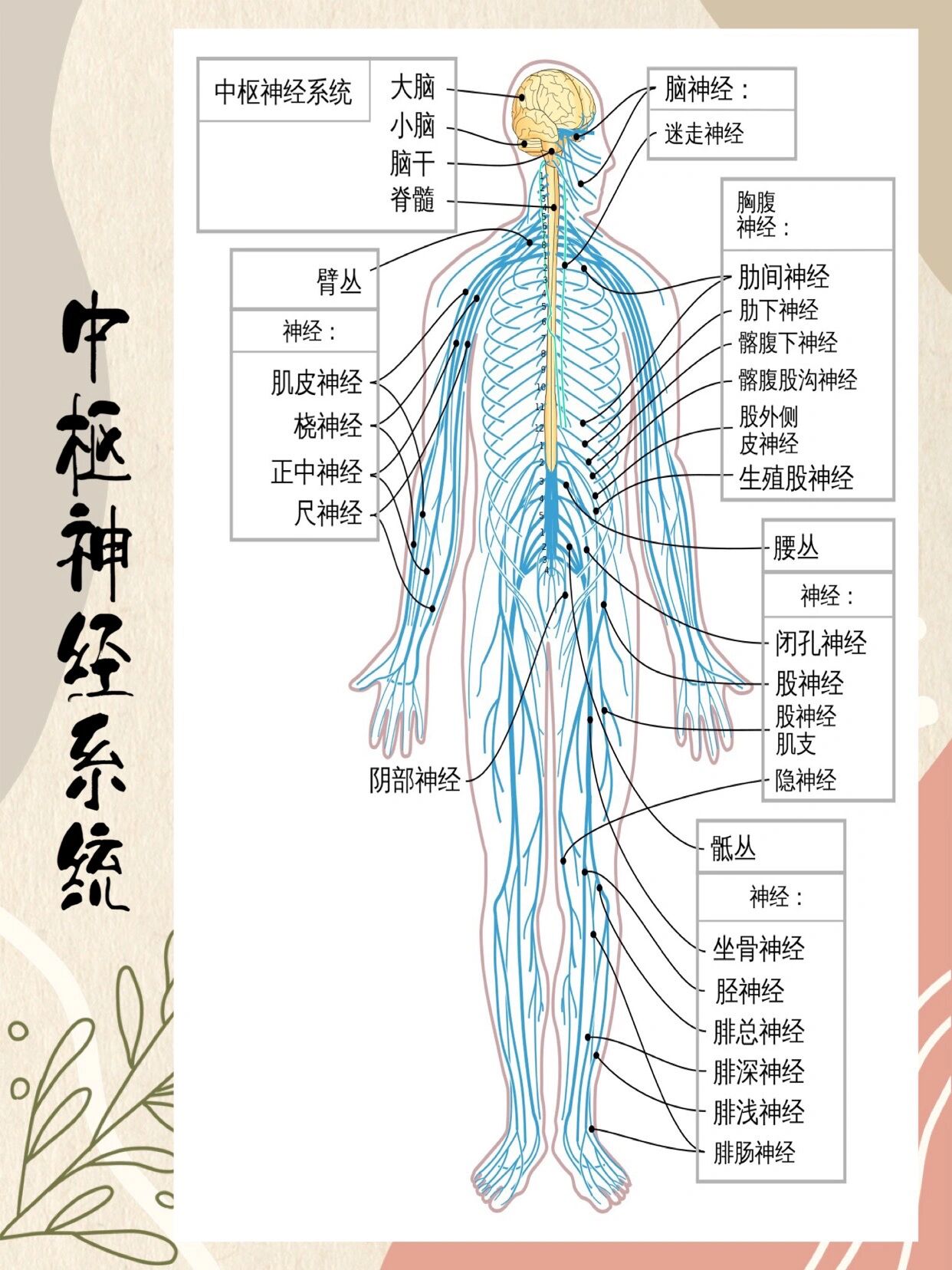 其位置常在动物体的中轴,由明显的脑神经节,神经索或脑和脊髓以及它们
