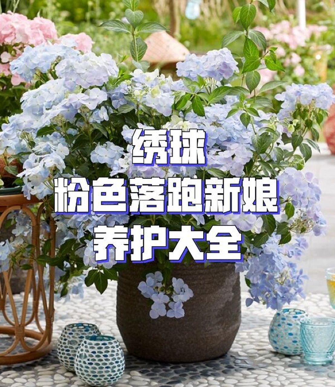 粉色落跑新娘做为这两年非常火爆的绣球品种,很多人可能对于养护还有