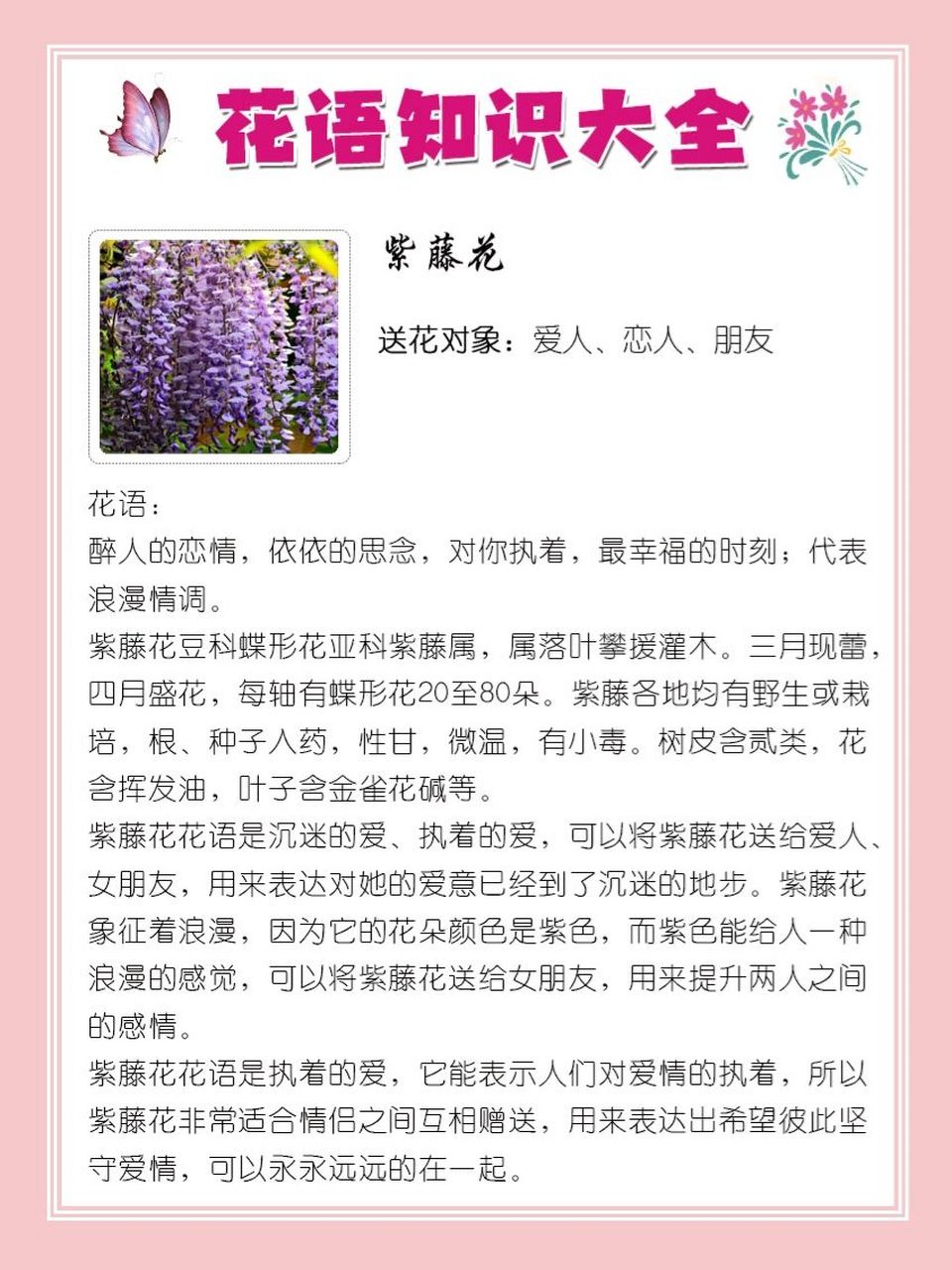 9395紫藤花的花语 95紫藤花 送花对象:爱人,恋人,朋友 花语:醉人