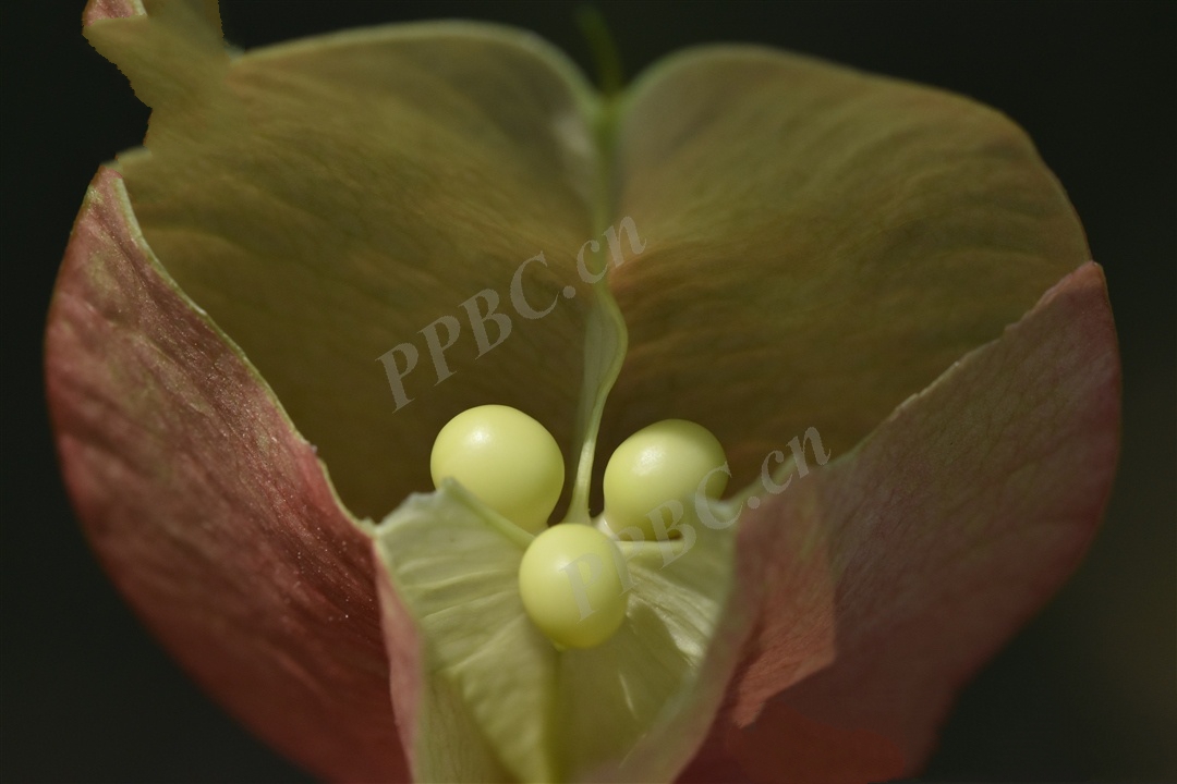 每日一花 | 金色的花,红色的果,黄山栾树