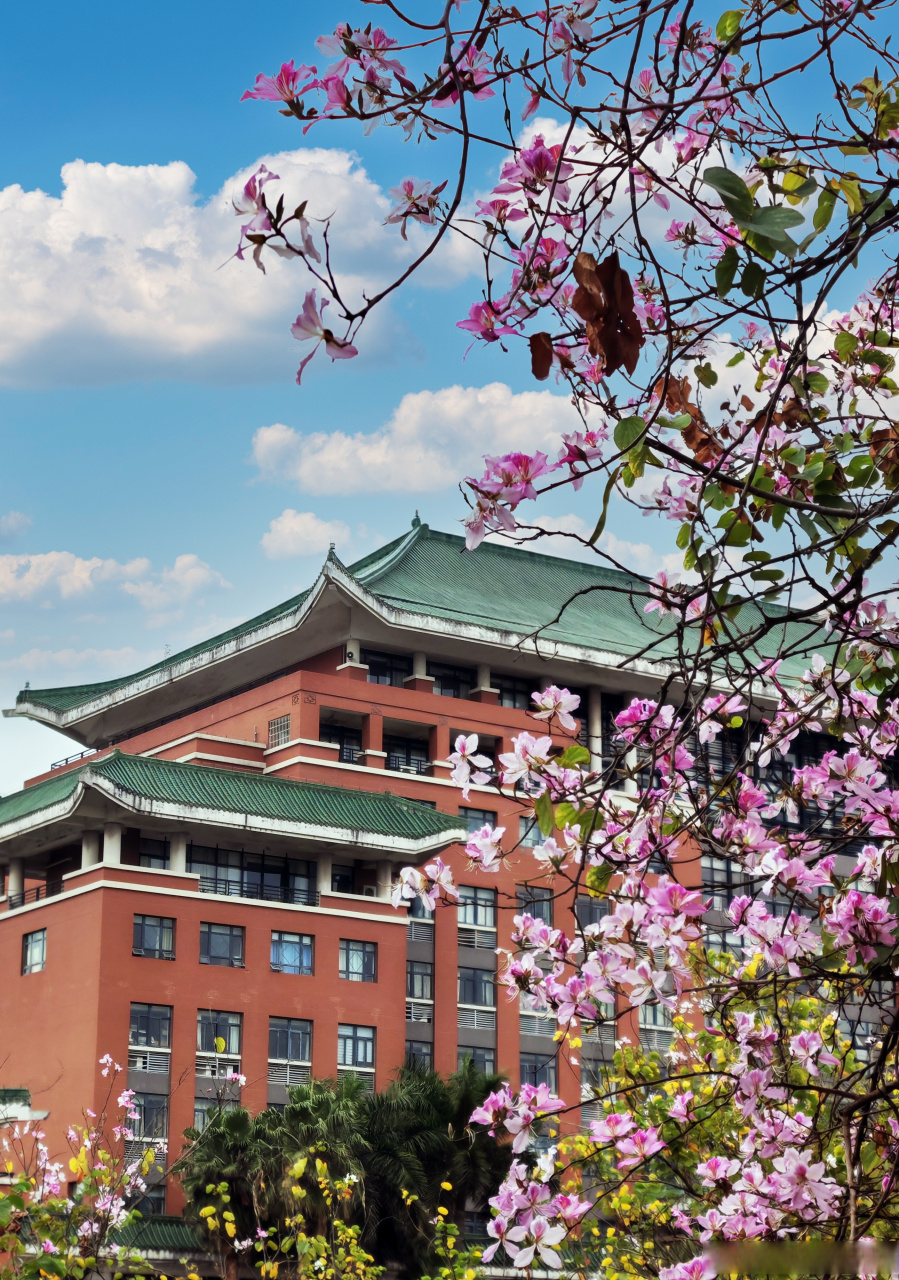 校园春花开满园】春三月,绿意盎然,华南农业大学里的春花竞相开放.