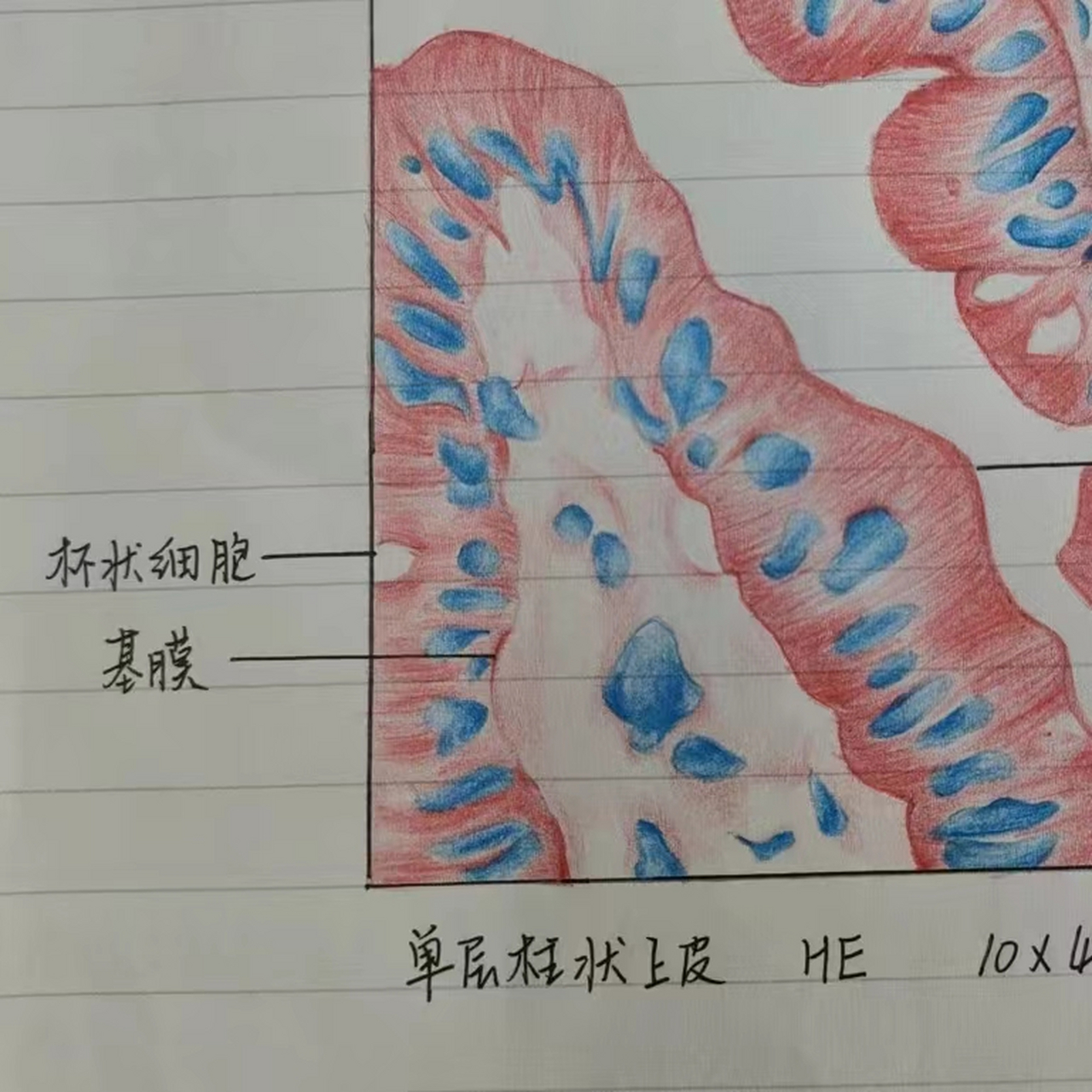 皮肤表皮细胞 手绘图图片