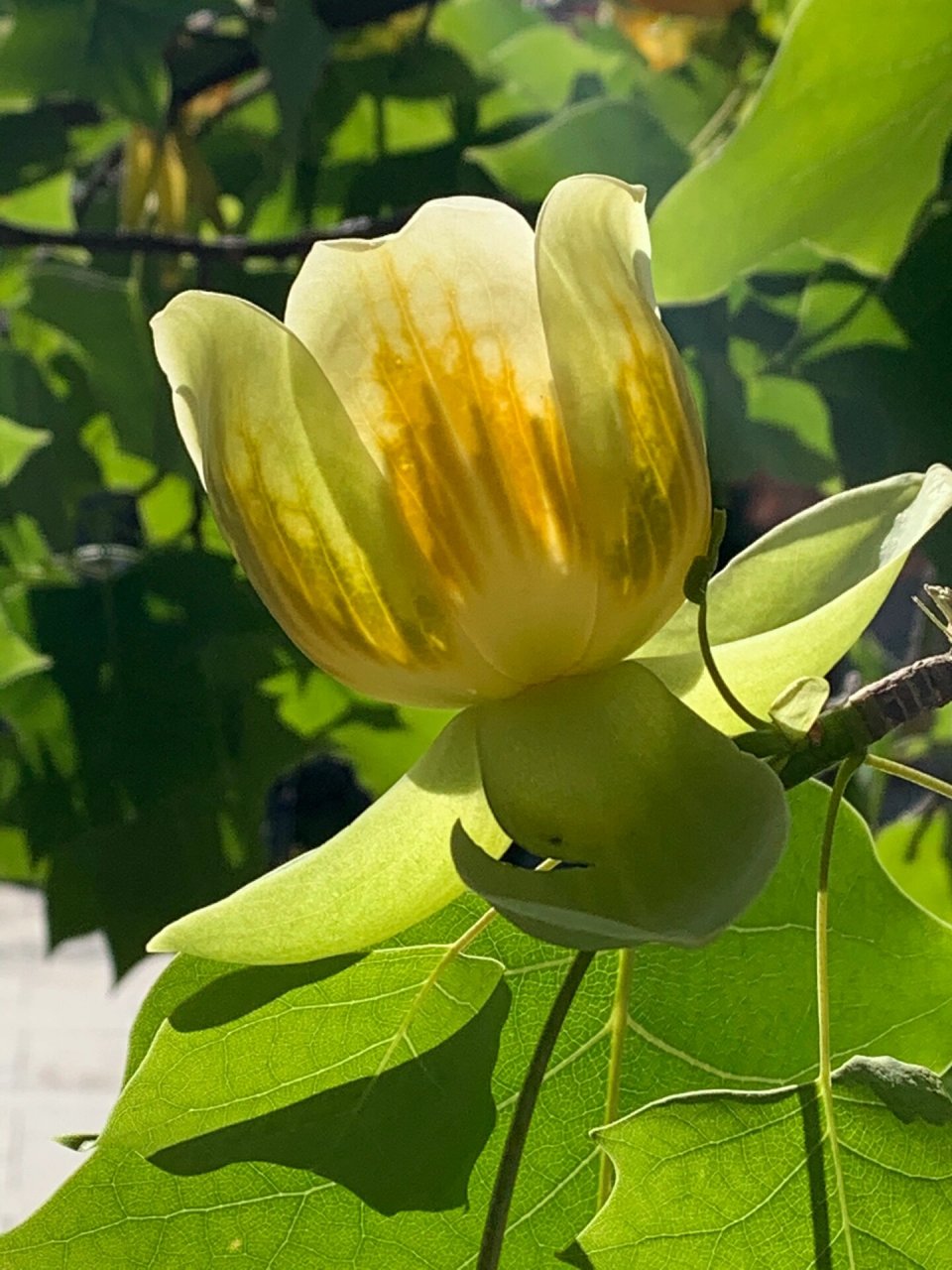 鹅掌楸开花图片图片