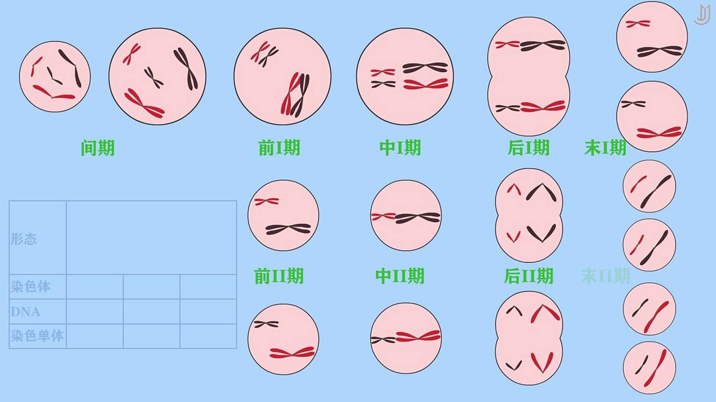 减数分裂i期 间期i:主要完成dna的复制.