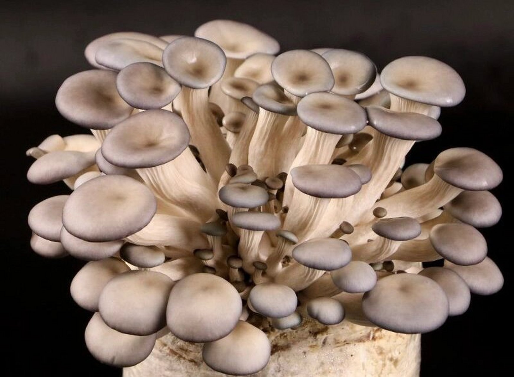 武陵山珍|食用菌科普 姬菇 姬菇,是独特的平菇种类,也叫"小平菇"或者