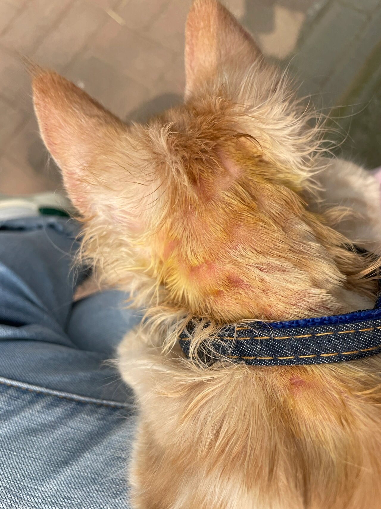 求助6015猫咪脂溢性皮炎该咋办 当猫癣治疗了一个礼拜,发现是猫癣