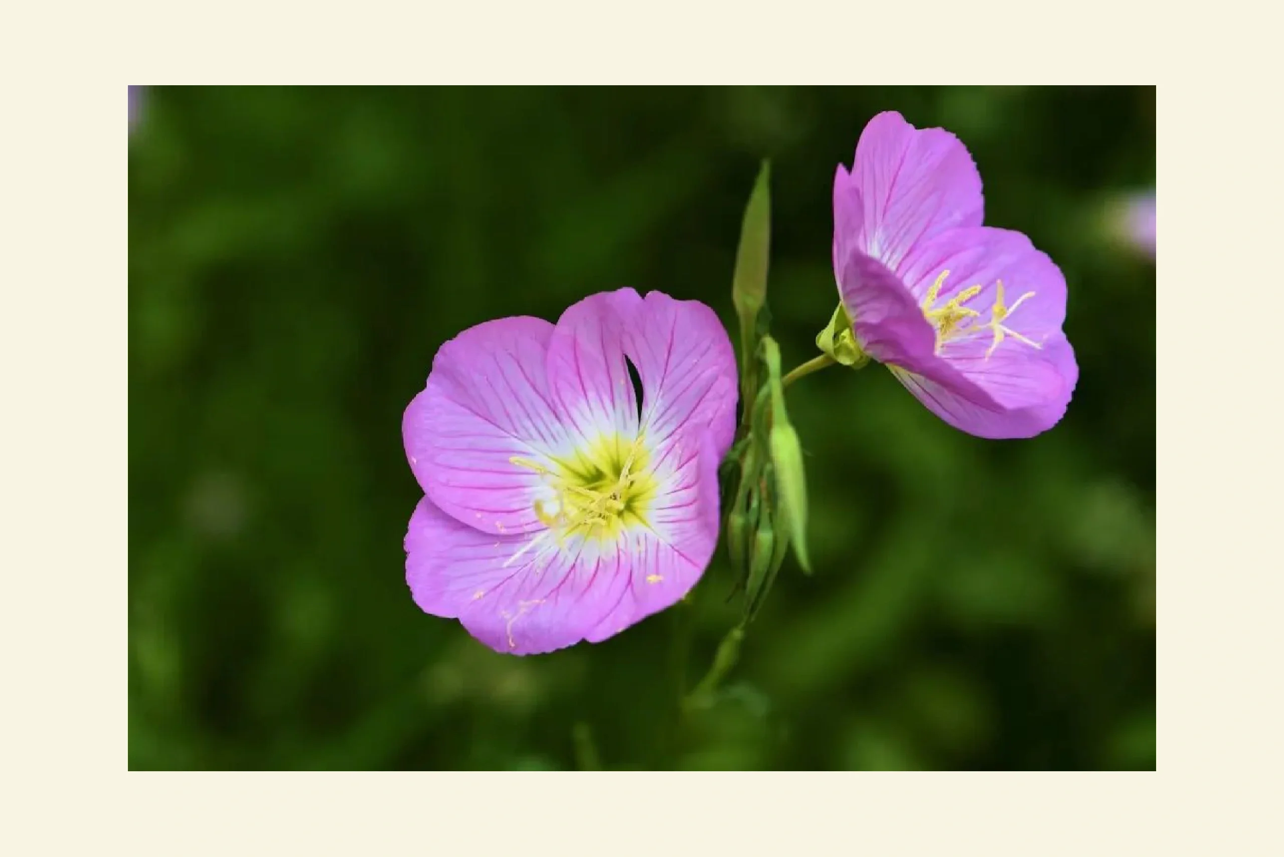 月见草 91别名 : 待霄草,山芝麻,夜来香,晚樱草,粉花月见草 91
