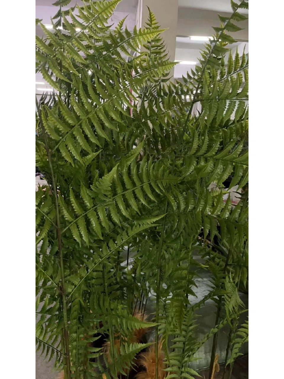 适合造景的植物—仿真猴头蕨 图一是客户实拍图借用一下,实物超级惊艳