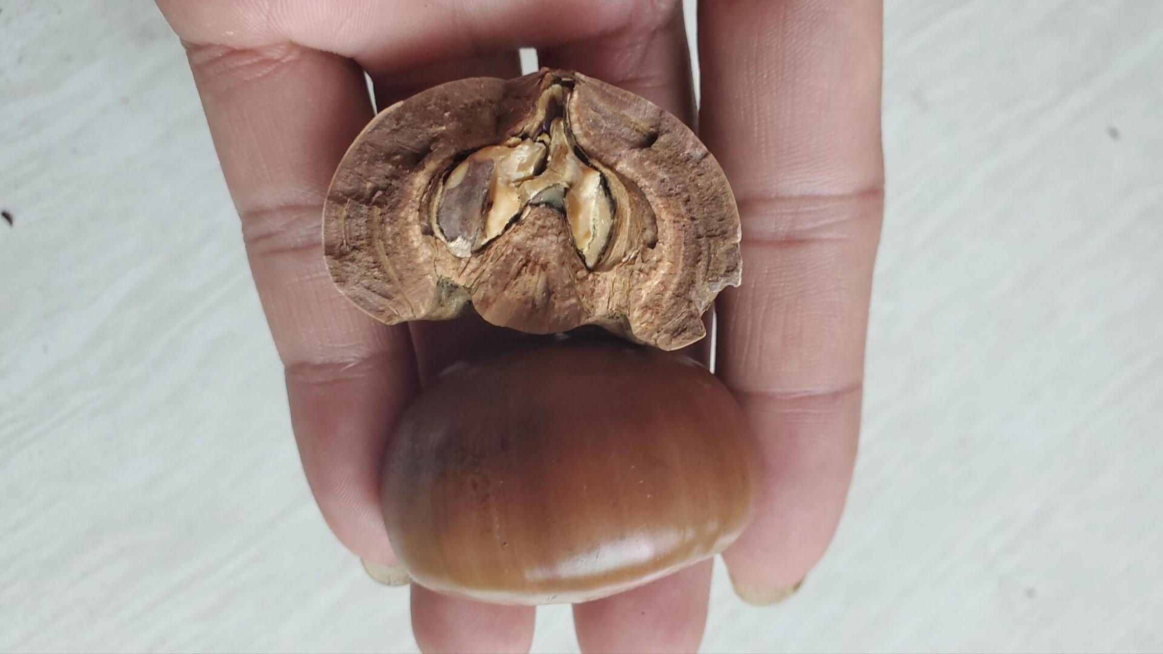 这种壳斗科果实是我见过的最大的壳斗科果实了,种子很大,很厚,而且很