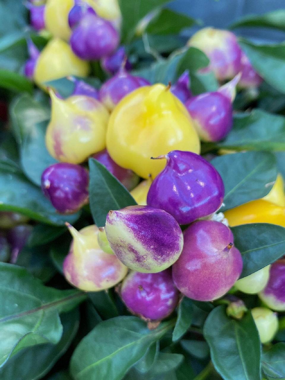 五彩椒辣味素含量是普通辣椒的10倍 五彩辣椒是辣椒的一个变种,可以吃