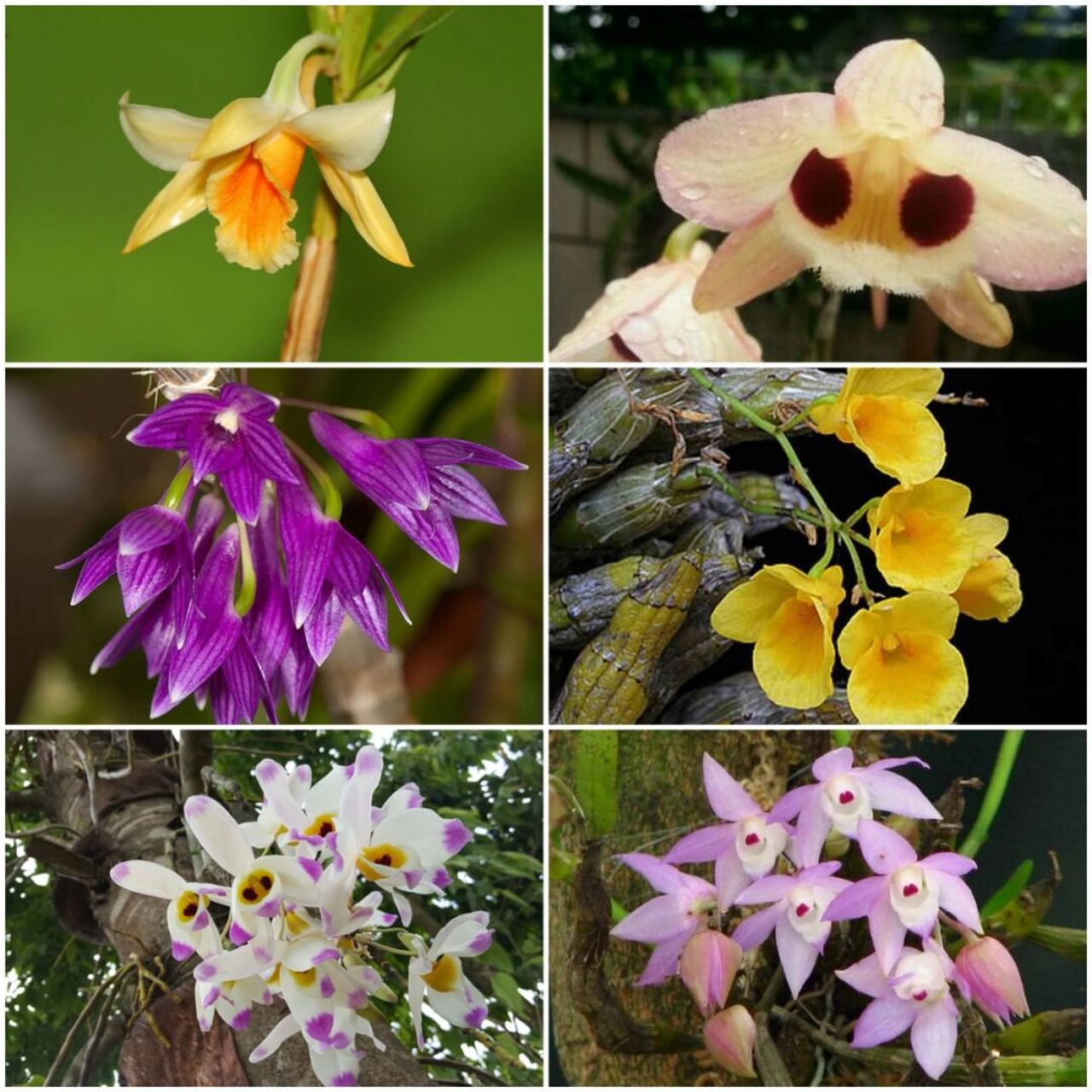 石斛种类繁多,而且同一种还会变种,花色花型也丰富多彩,奇形怪状,有