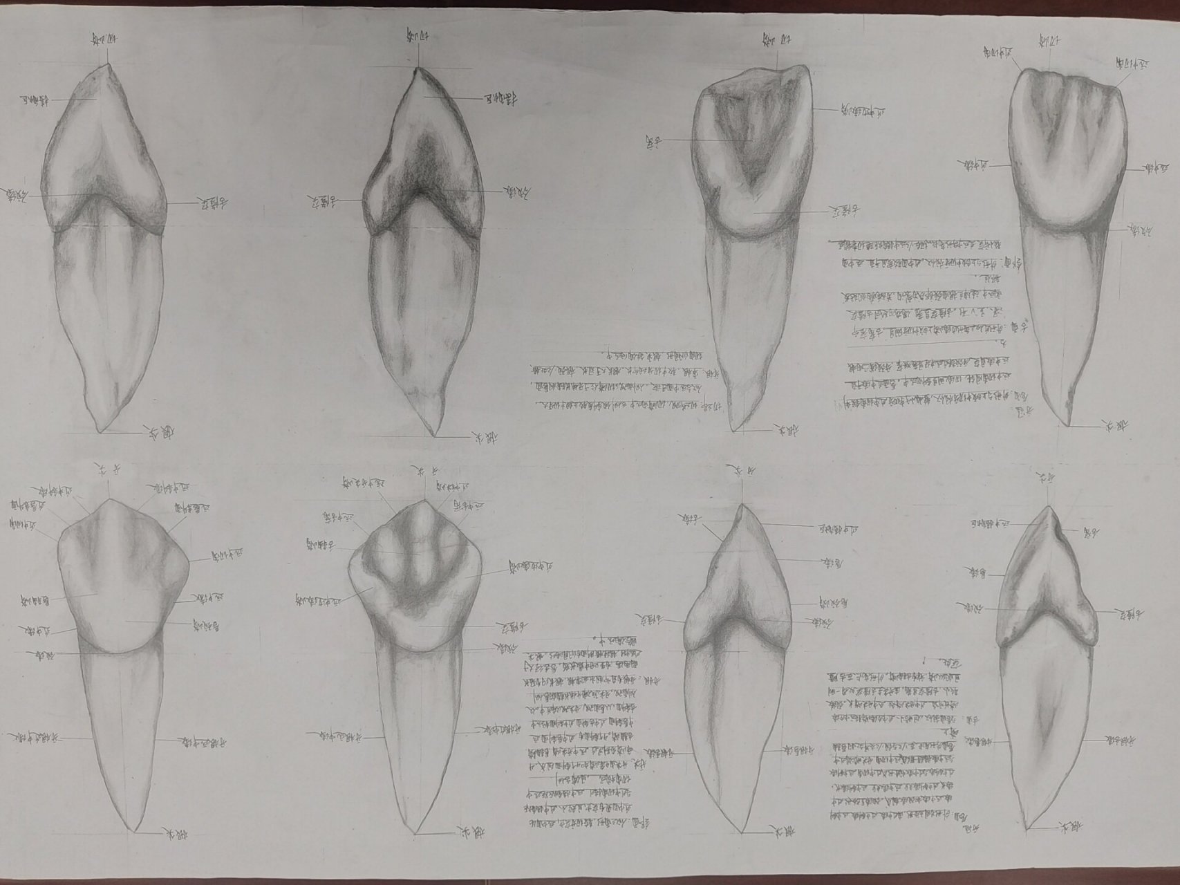 牙齿形态解剖图素描图片