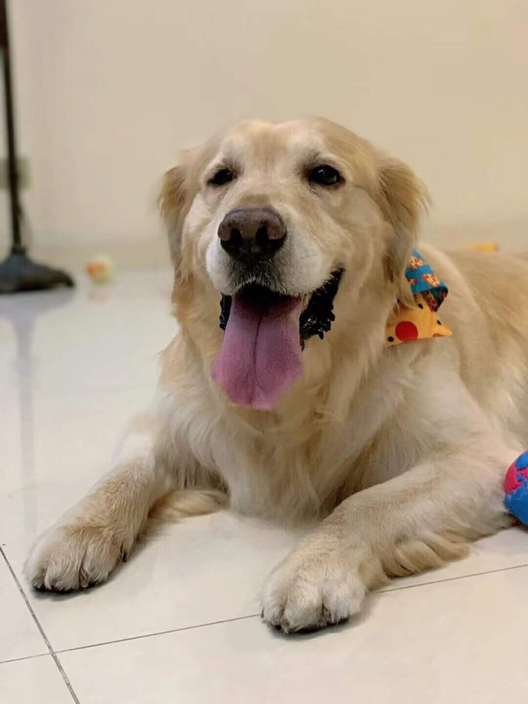 狗狗脊椎压迫导致神经炎,这样吃药100%痊愈 我家9810岁了,是只金毛