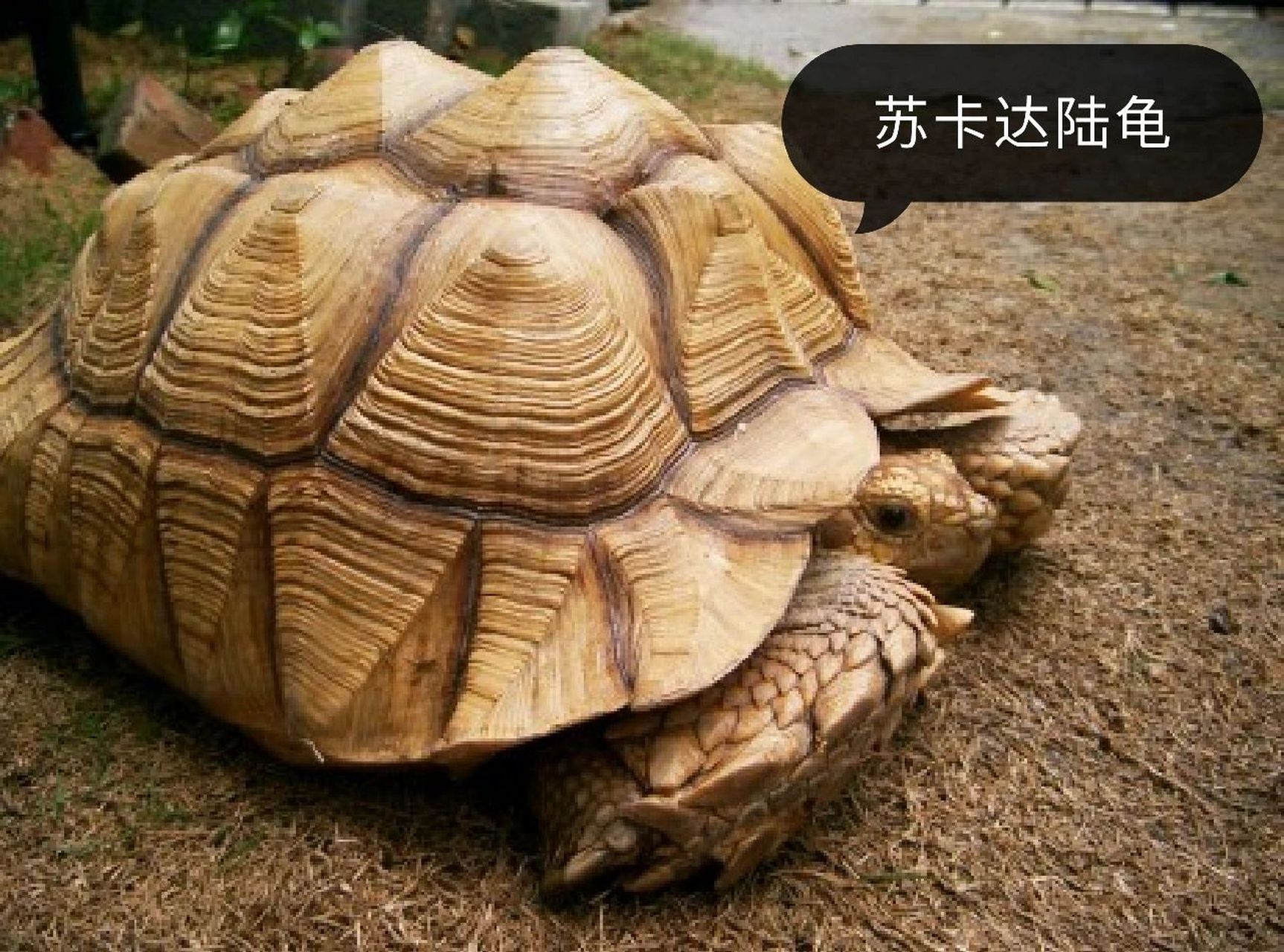 陆龟品种大全① 赫曼陆龟 赫曼陆龟是欧系陆龟的代表品种之一,强健的