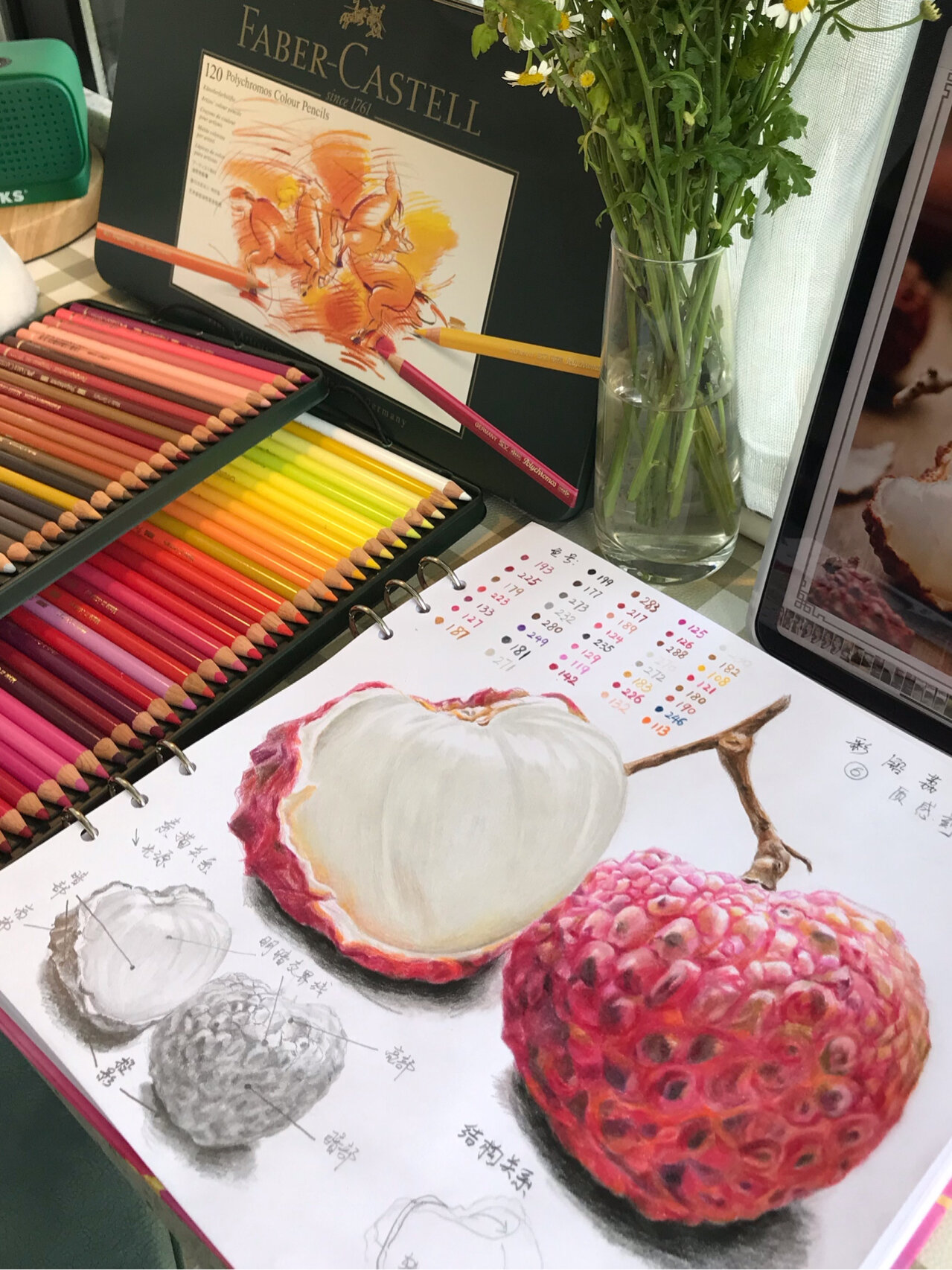 彩铅画:荔枝(主页查看步骤教学 深度解析) 一骑红尘妃子笑,无人知是