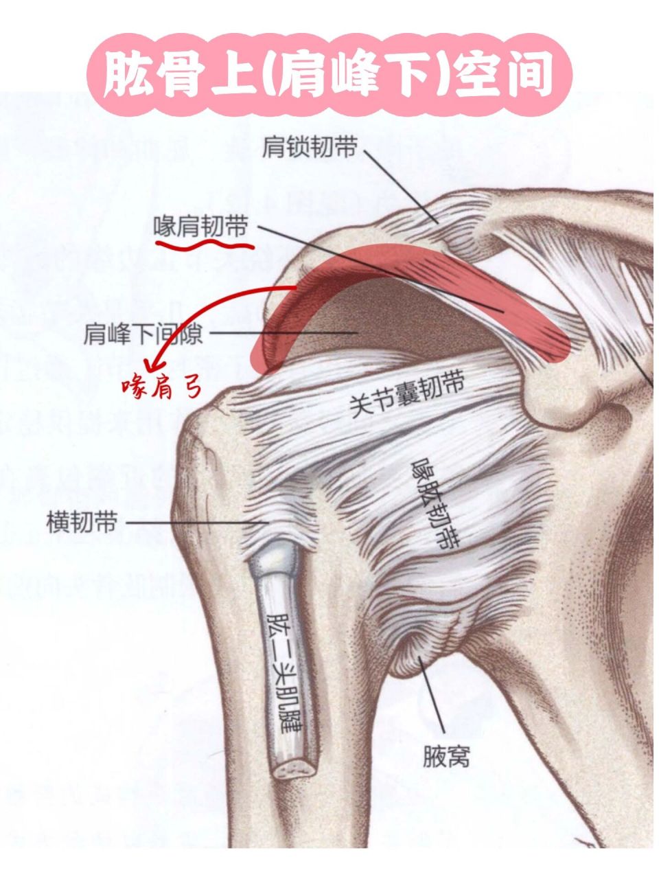 肩峰下空间 1️⃣喙肩弓概念 喙肩弓,包含肩峰及喙肩韧带,其下有