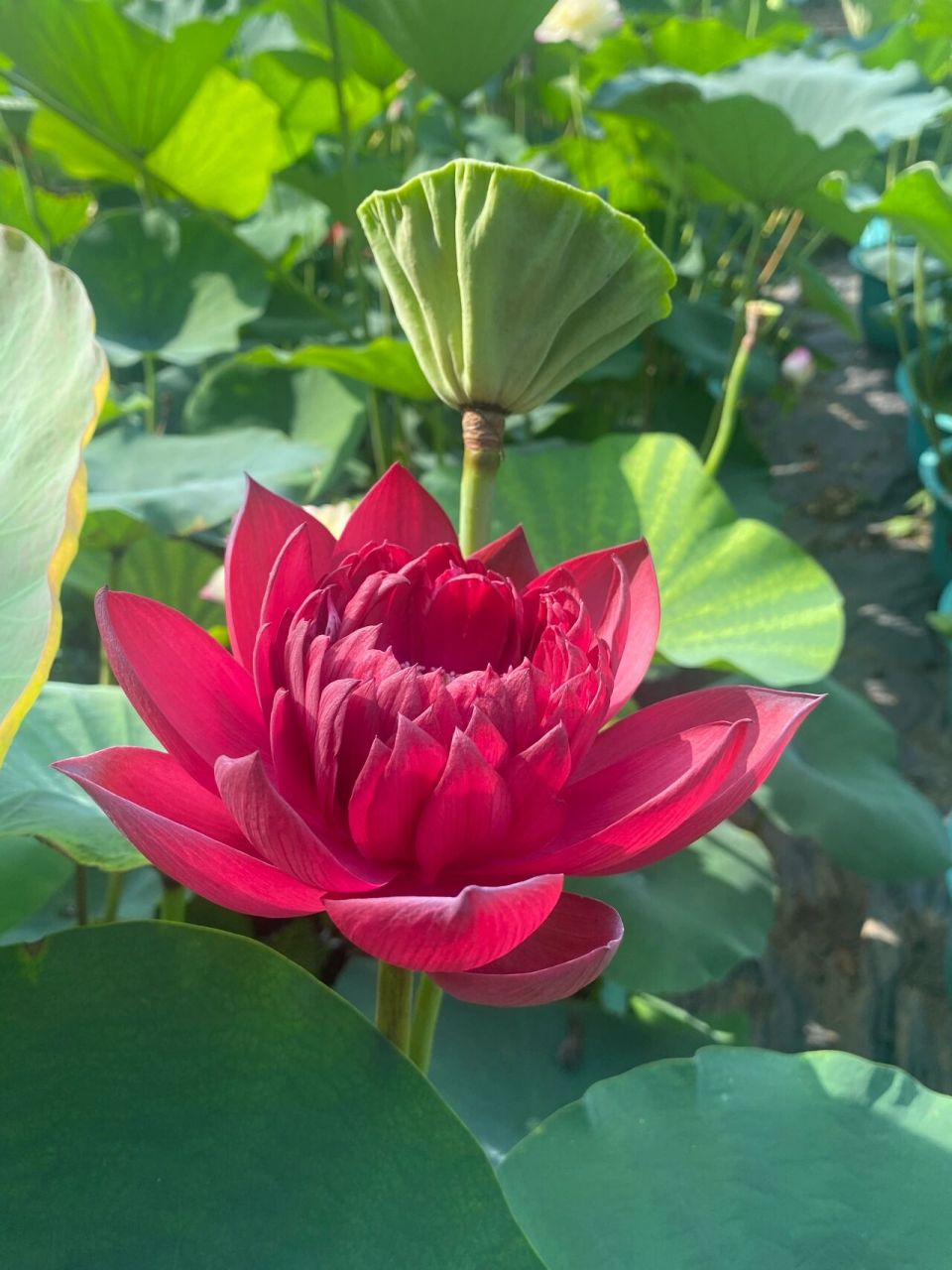 红色荷花品种 我比较喜欢这款荷花 颜色纯正艳丽 复瓣可人