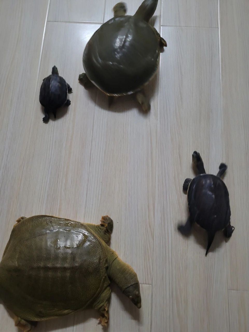 甲鱼遇到乌龟 今天逛街的时候看到有人把一只大甲鱼吊起来卖,甲鱼伸着