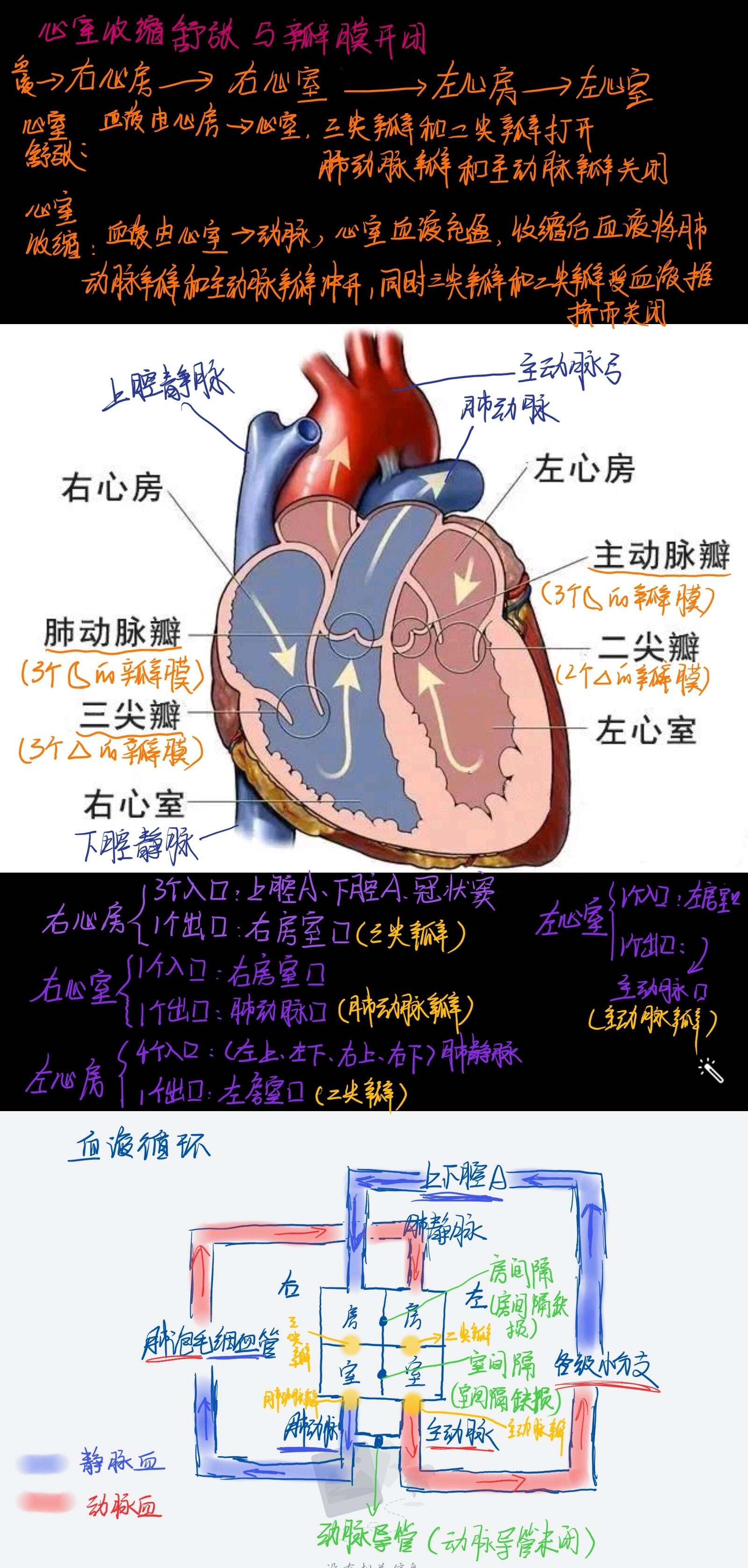 心脏瓣膜示意图简单图片