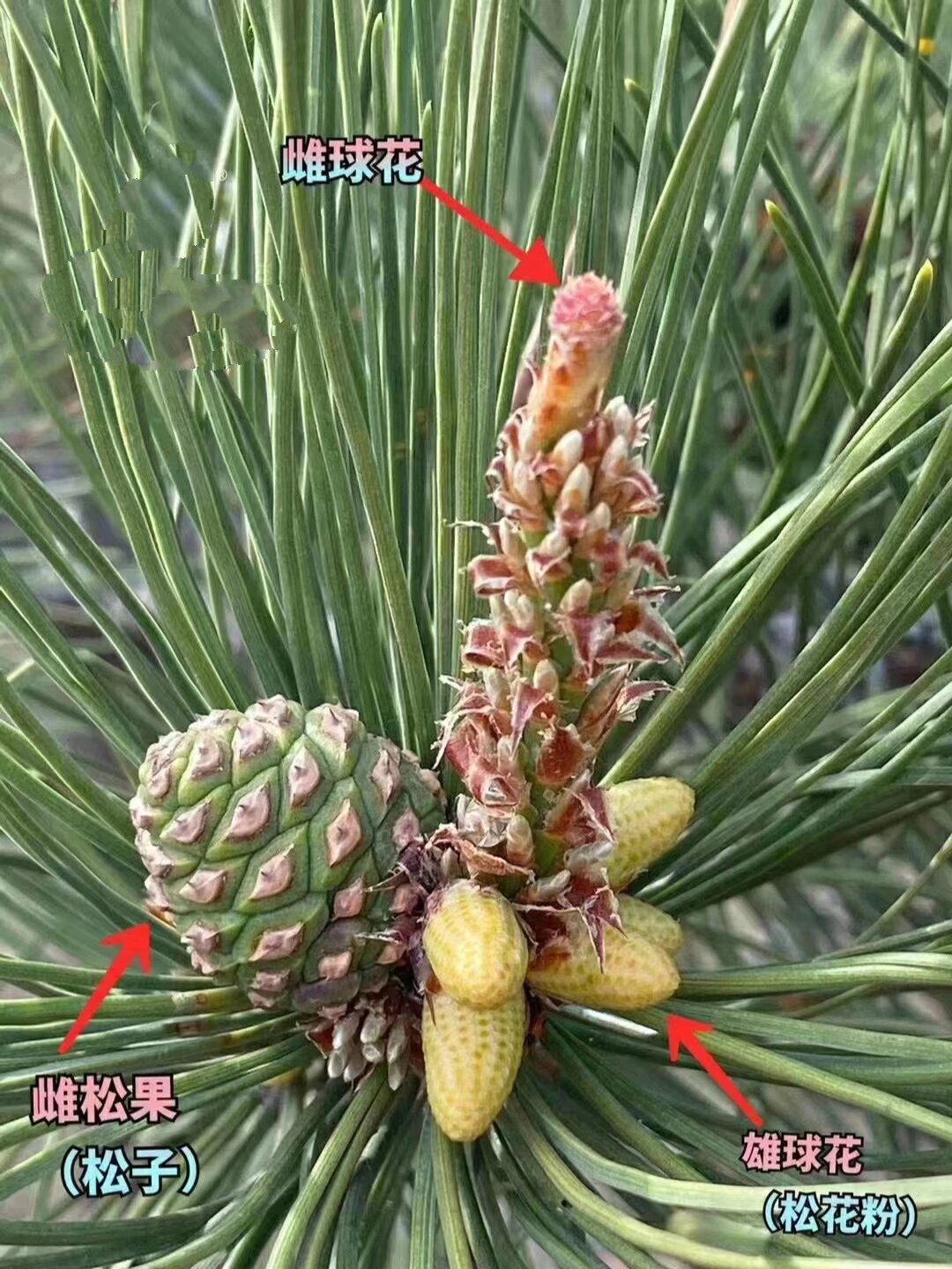 松粉花小知识系列(2) 松树是雌雄同,株雄球花和球雌花生长在一同棵树