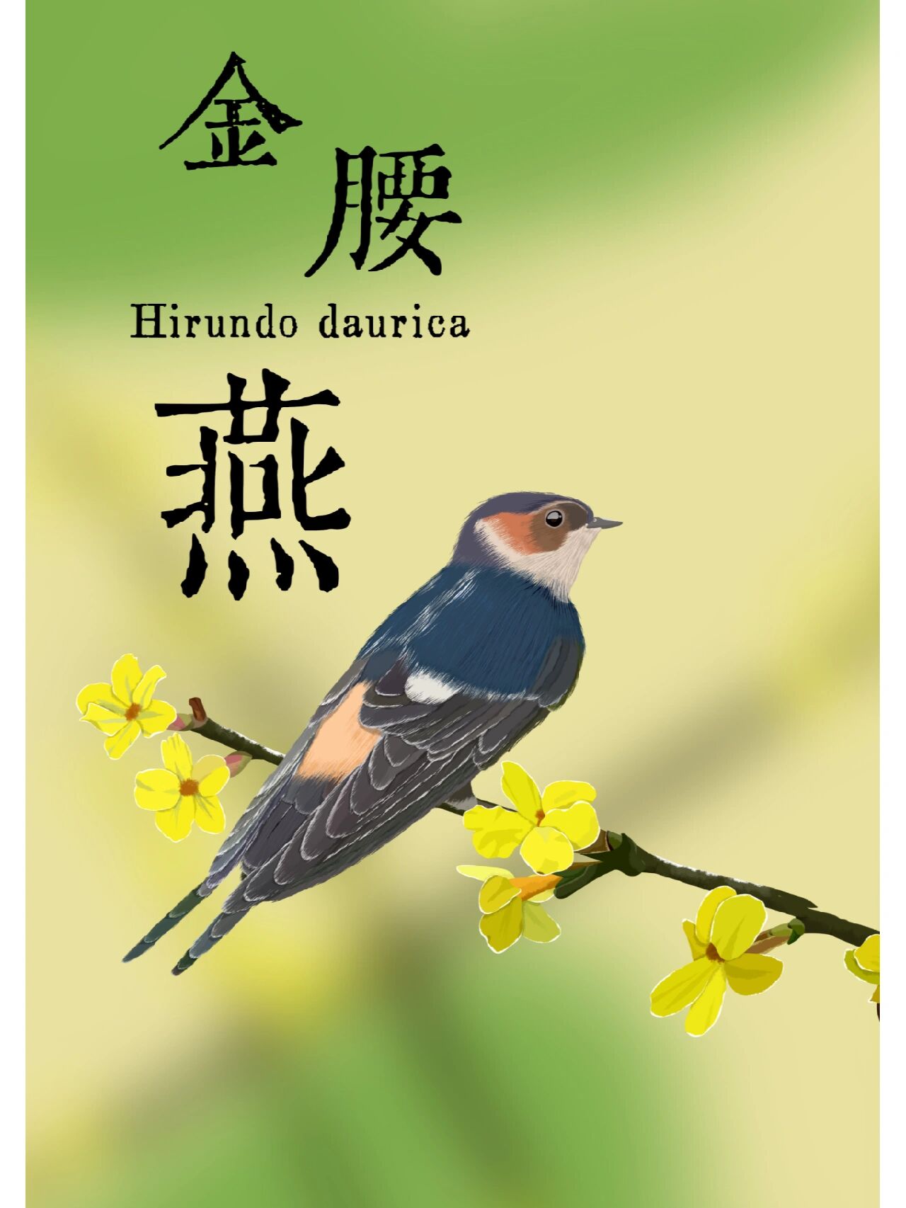 金腰燕 金腰燕是中国常见的夏候鸟,在中国分布广,数量大,长期受到中国