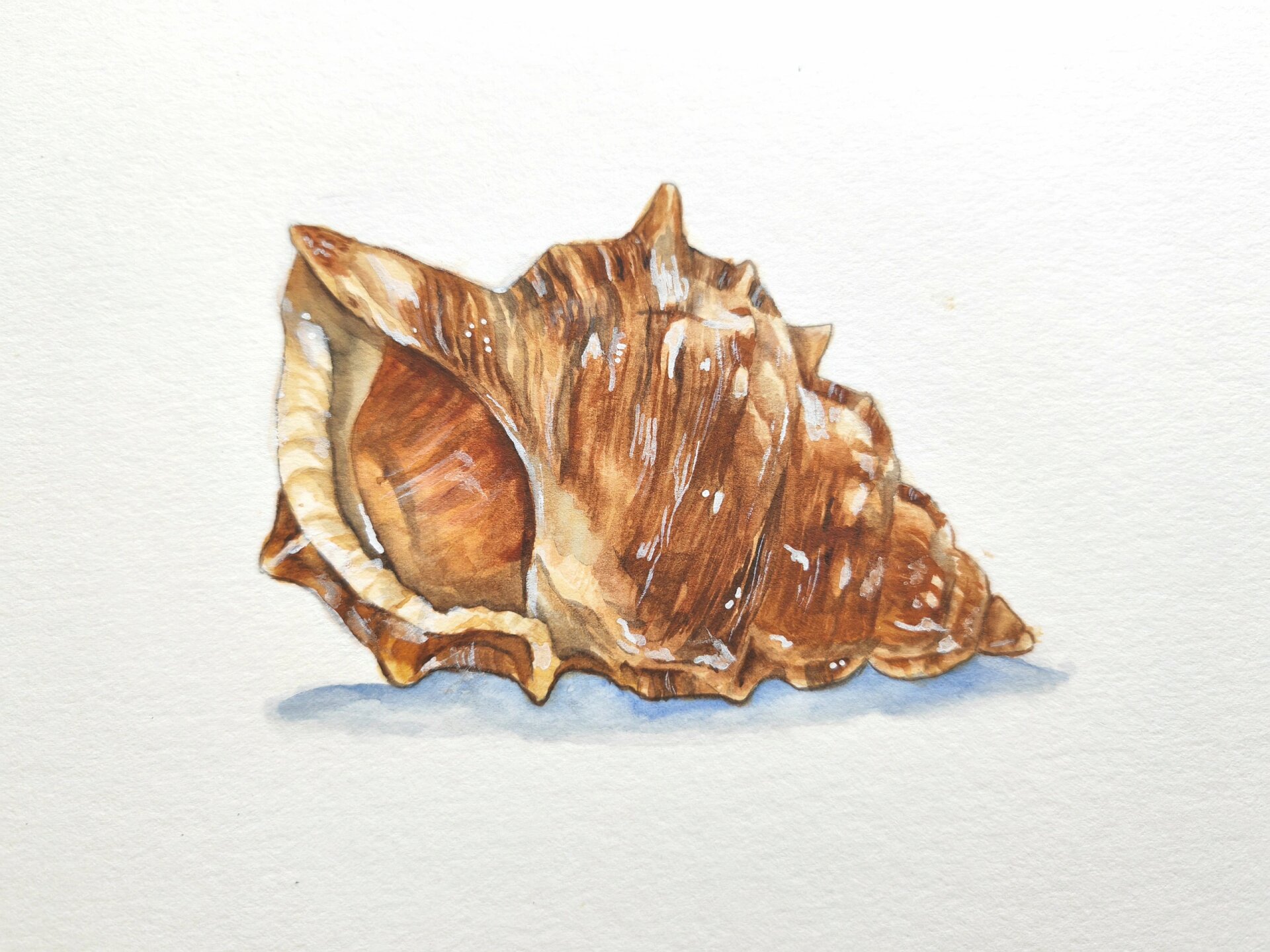 水彩海螺(内含过程图及线稿)