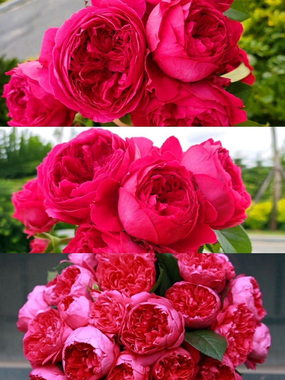 推荐8款红色系月季,你最喜欢哪一款?