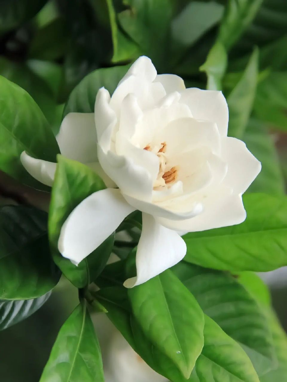 新手如何养好栀子花 栀子花(学名:gardenia jasminoides),又名栀子,黄