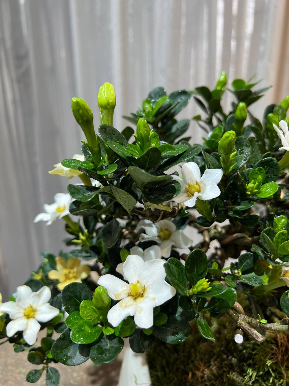达摩栀子 这满冠花苞开起来该多美78 达摩栀子花 提根老桩00 花期