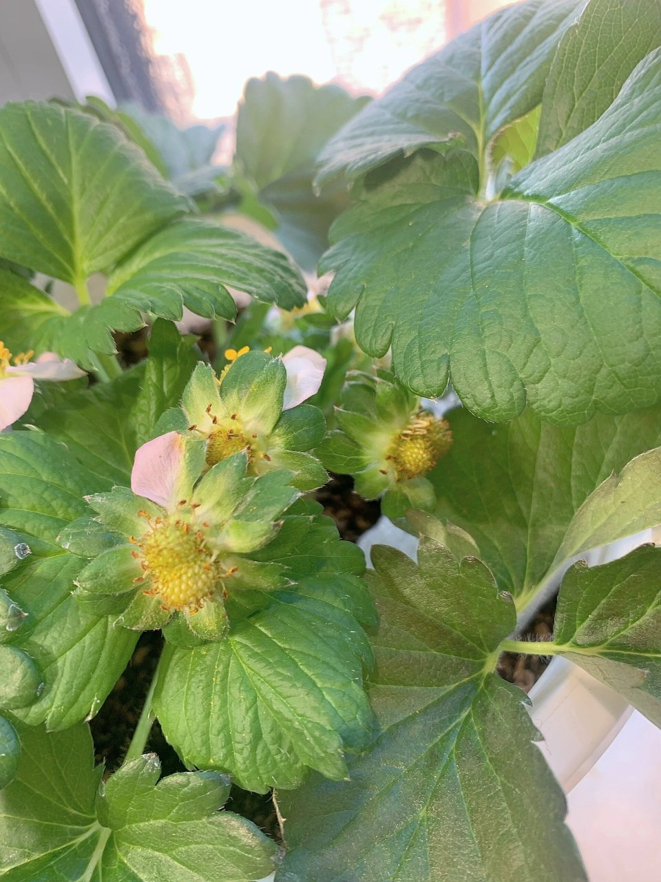 宁玉草莓 宁玉开花了,雌蕊明显大许多应该是个大草莓吧桃花韵的雌蕊有