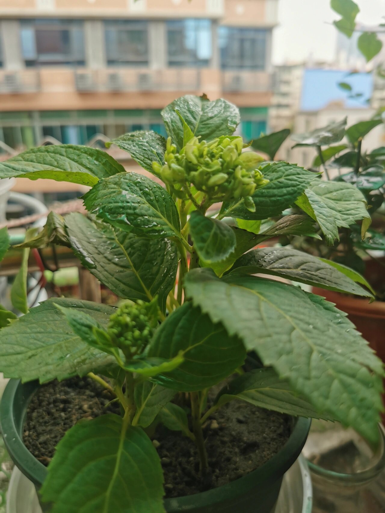 像菜花一样的绣球花苞,你见过吗?