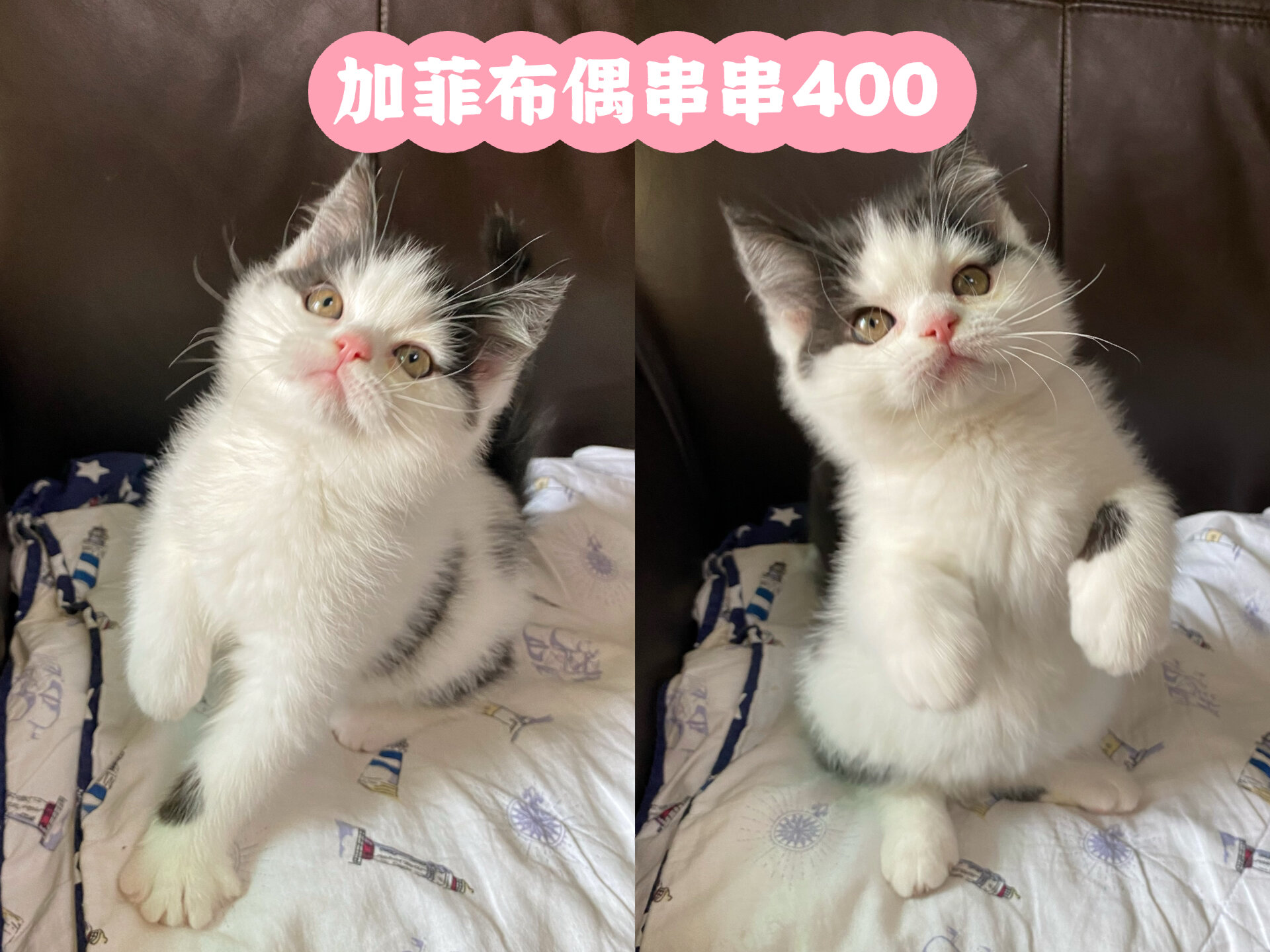 加菲猫和蓝猫杂交照片图片