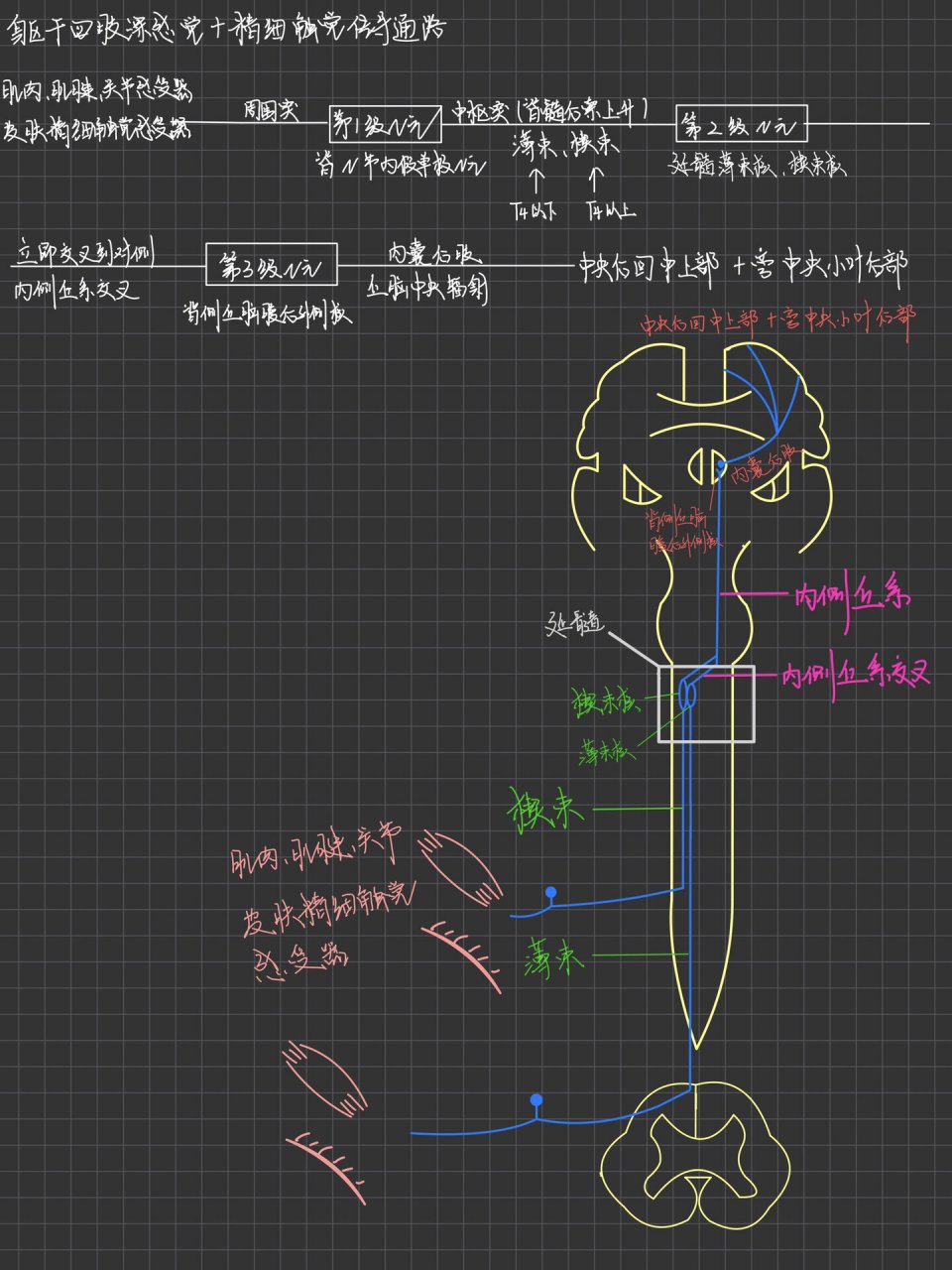 深感觉传导通路图片