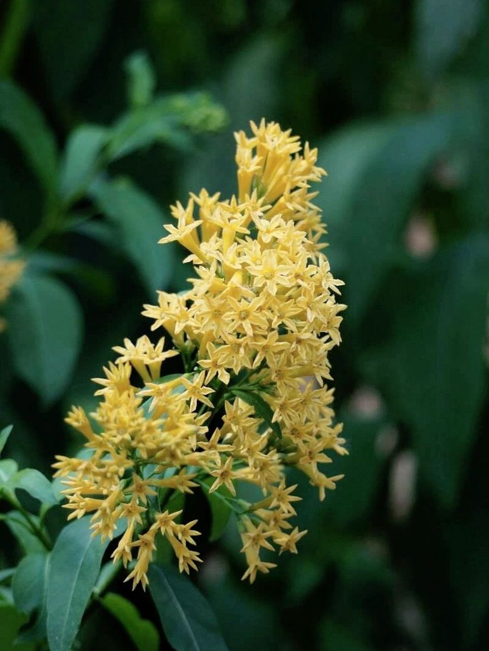 夜香树,又名夜来香.