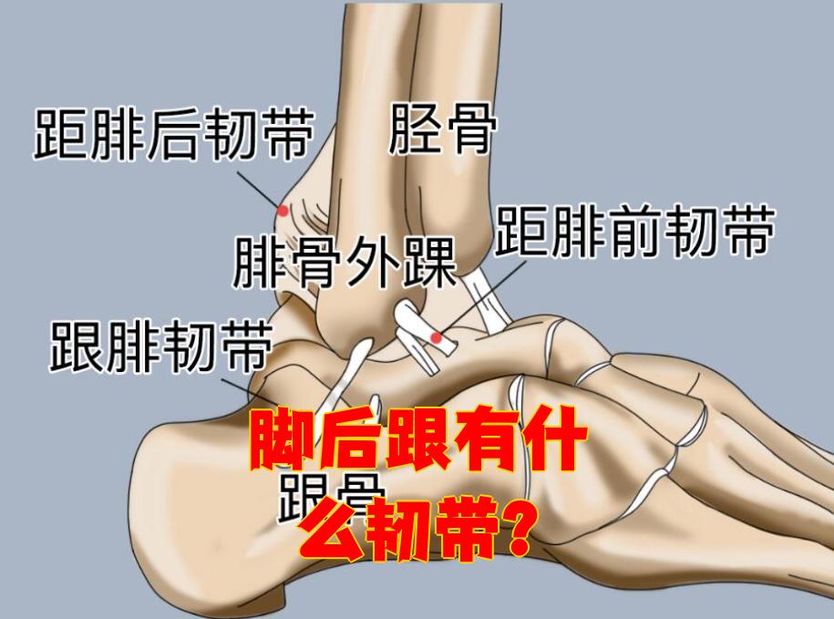 脚后跟主要有五条重要的韧带:三角韧带,后胫跟韧带,距腓后韧带,下胫