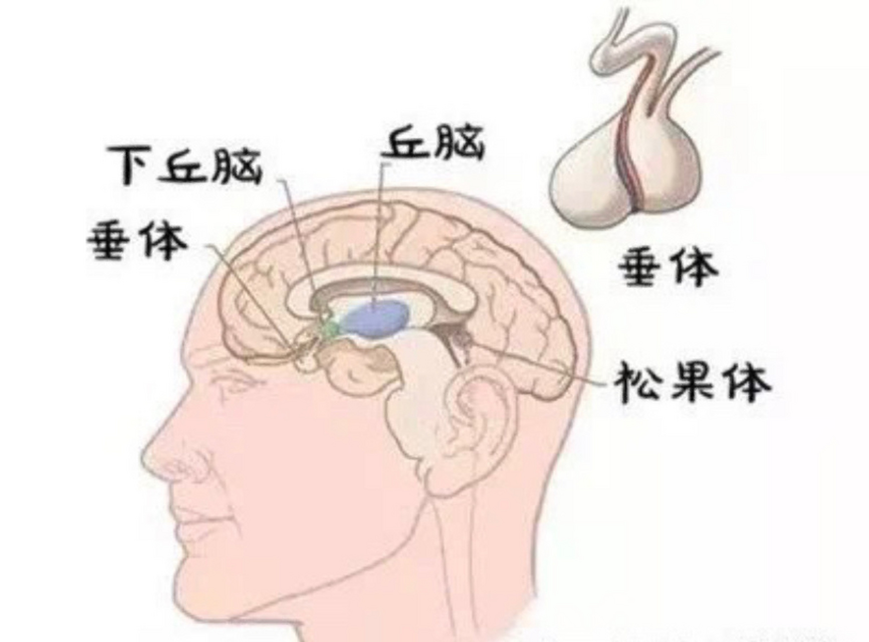 垂体示意图图片