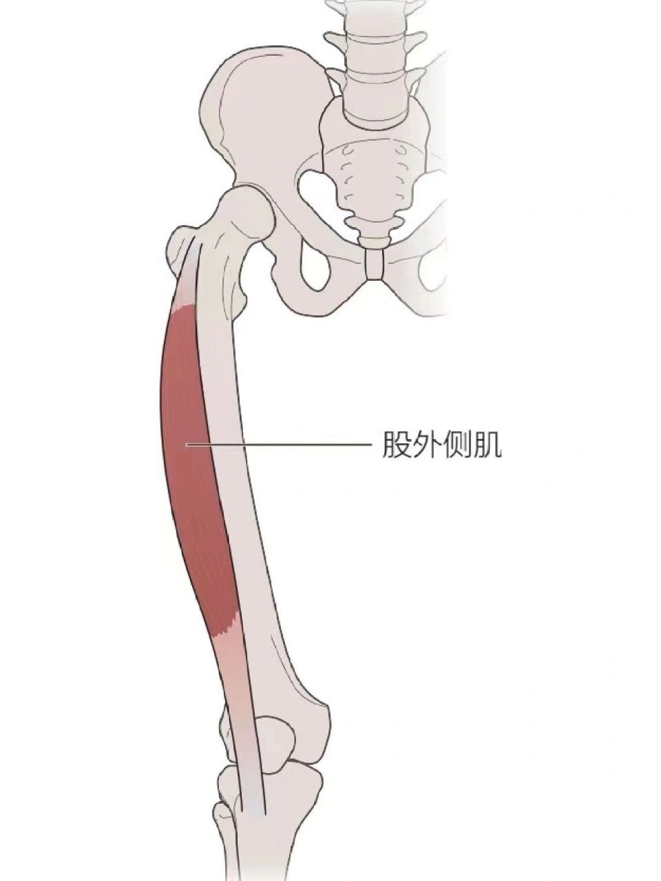 股四头肌的起止点图片图片